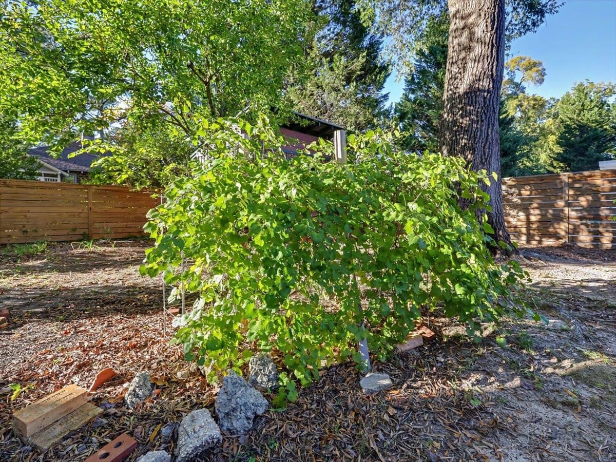 63-Grape Vine.jpg - 1313 Wake Forest Road, Raleigh, NC 27604