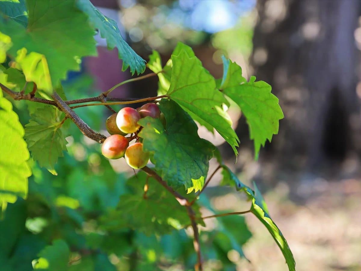 64-Grape Vine.jpg - 1313 Wake Forest Road, Raleigh, NC 27604
