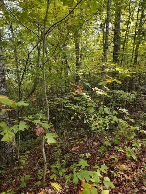 Land at 0 Yellow Branch Sr 1241, Robbinsville, NC 28771, photo 2 of 7