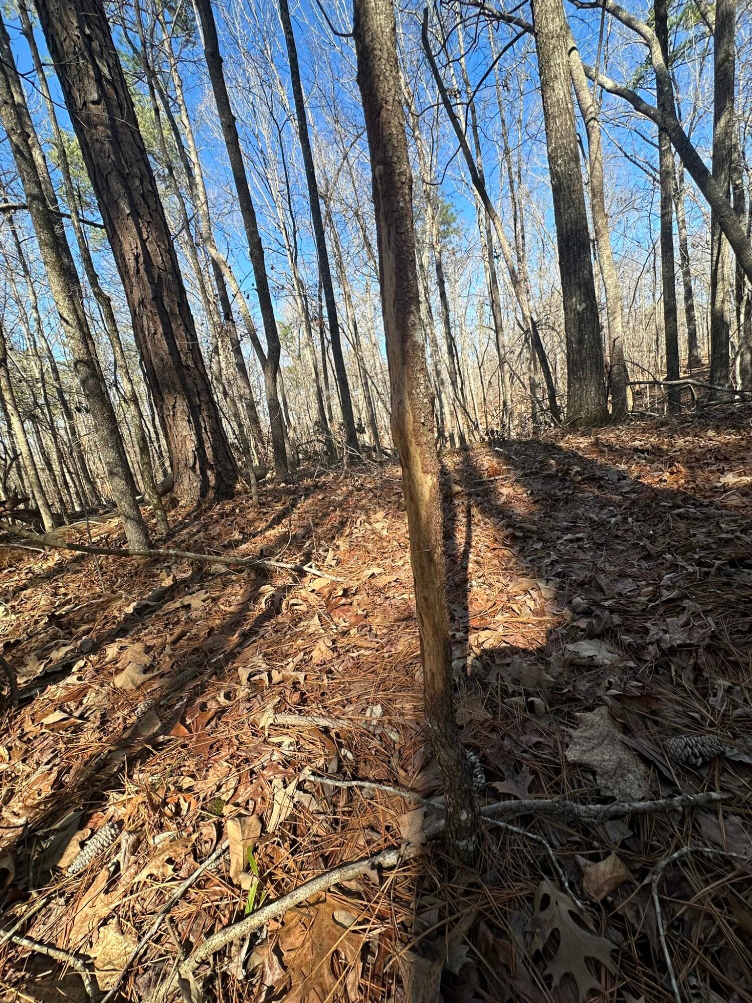 Residential Lot at Lot 31 31 Willow Way, Lincolnton, GA 30817, photo 10 of 24