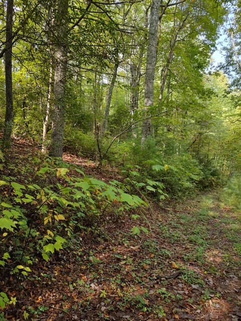 Land at 0 Yellow Branch Sr 1241, Robbinsville, NC 28771, photo 4 of 7