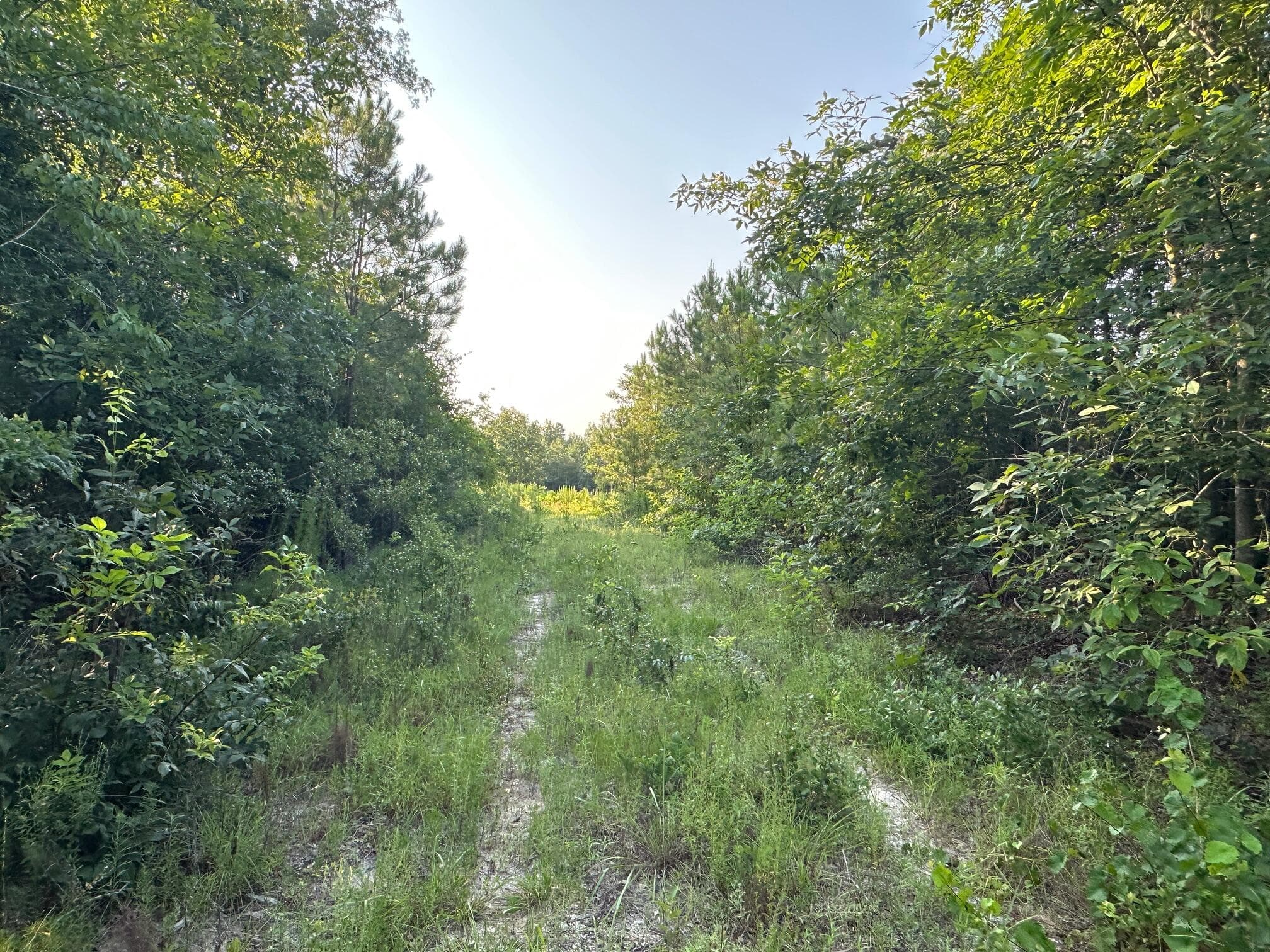Undeveloped at 2576 Jessie James Pond Road, Wrens, GA 30833, photo 14 of 56