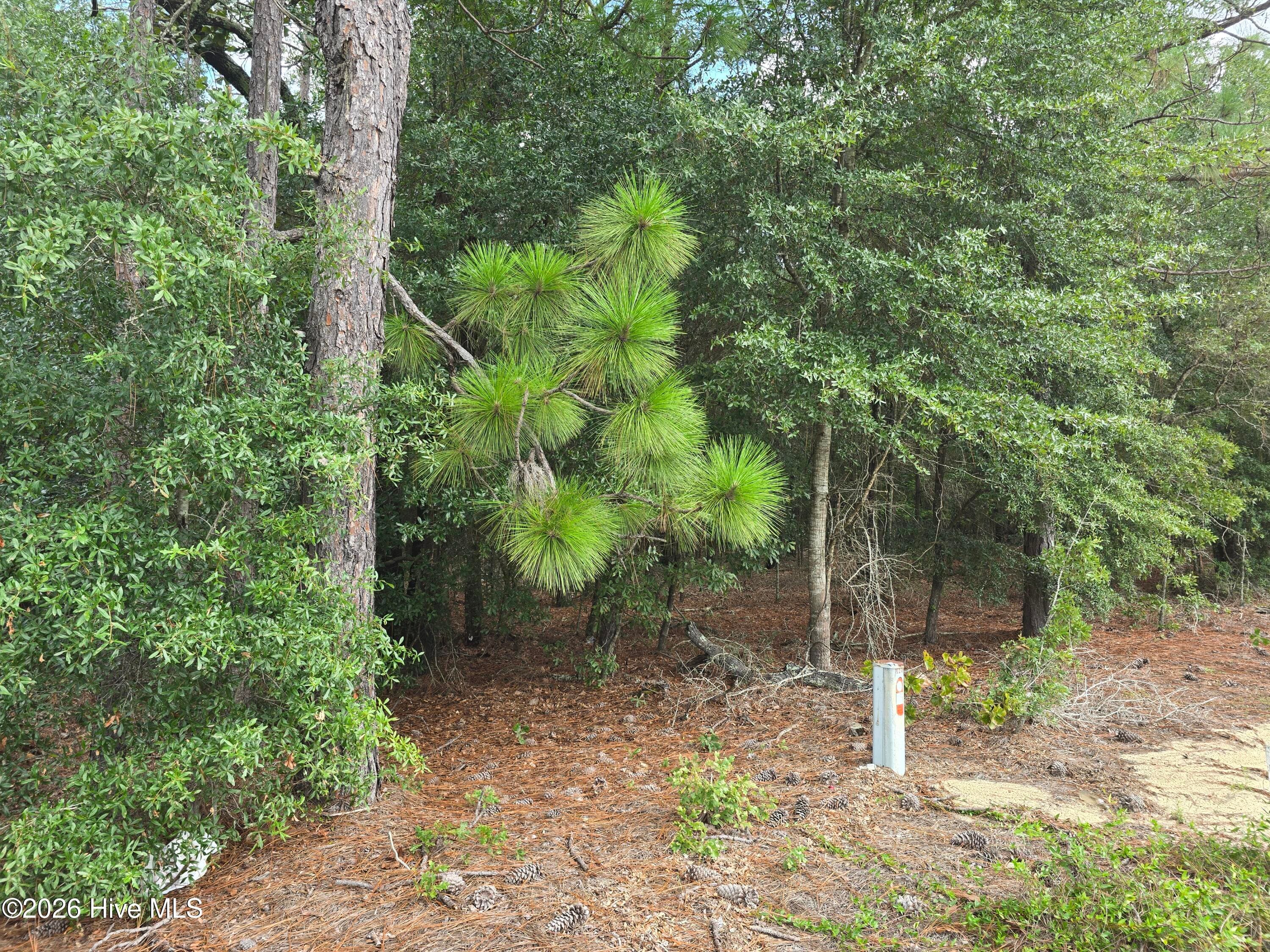 Mixed Use at 317 R J Johnson Road, Allendale, SC 29810, photo 2 of 8