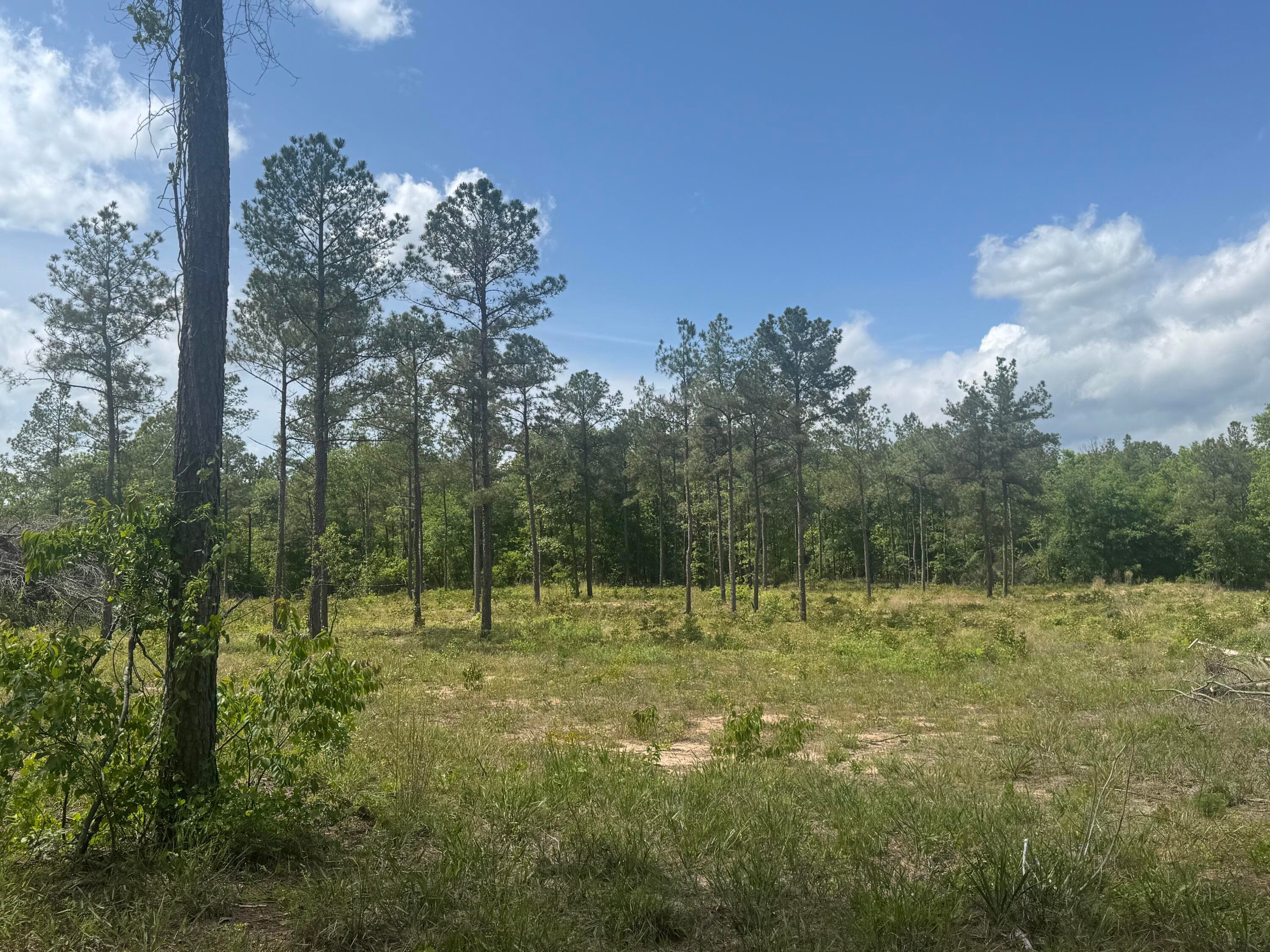 Undeveloped at 745 Wright Allen Road, Blythe, GA 30805, photo 6 of 18