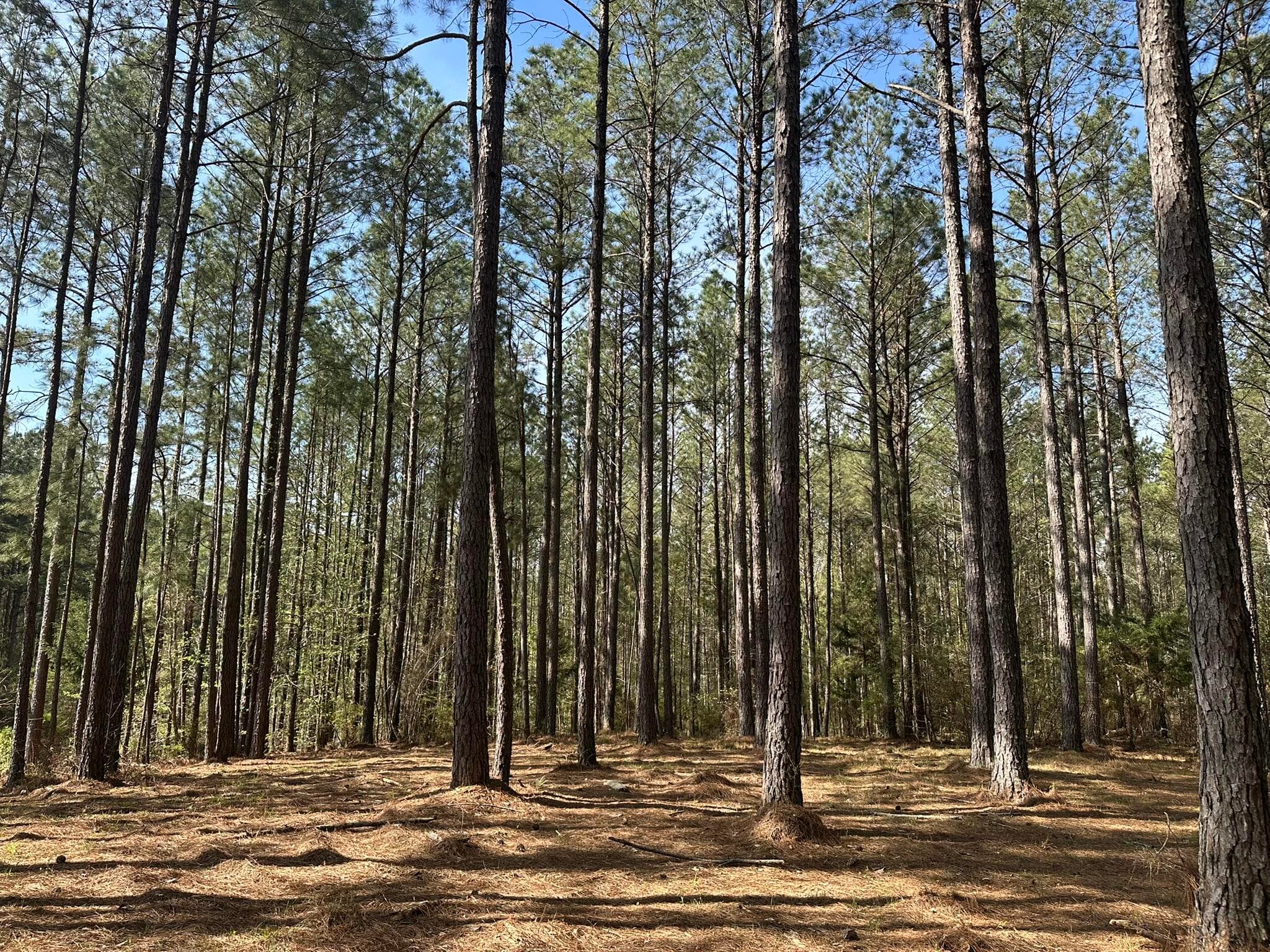 Residential Lot at Lot 65 65 Maiden Cane Way, Lincolnton, GA 30817, photo 3 of 59