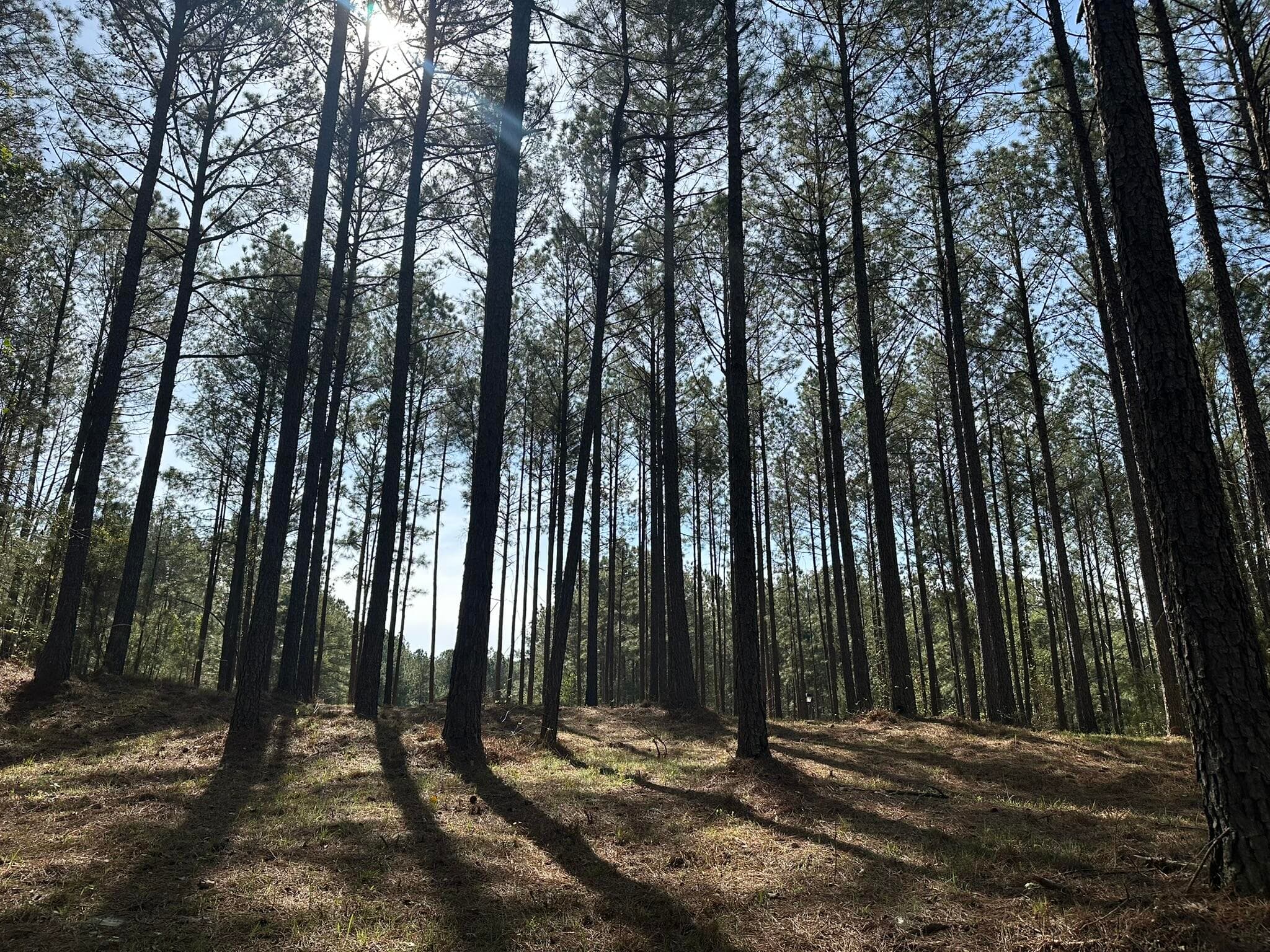 Residential Lot at Lot 65 65 Maiden Cane Way, Lincolnton, GA 30817, photo 4 of 59
