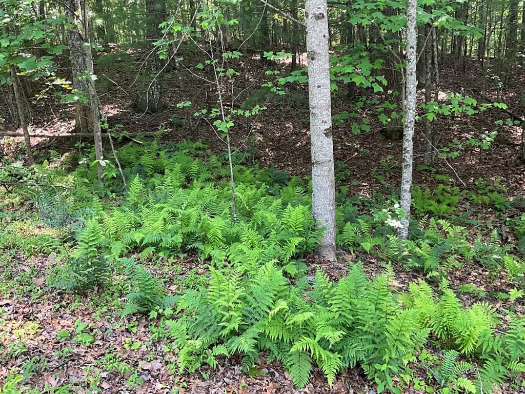 Land at 5 Birds View Lane, Murphy, NC 28906, photo 5 of 17