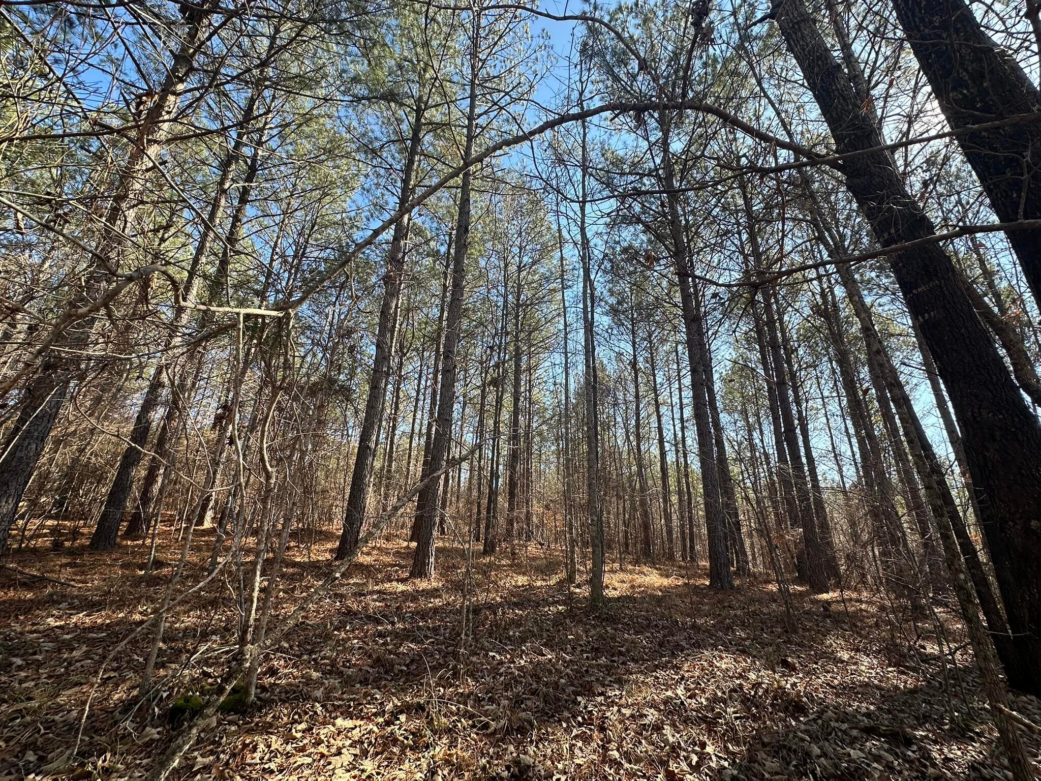 Residential Lot at Lot 31 31 Willow Way, Lincolnton, GA 30817, photo 7 of 24