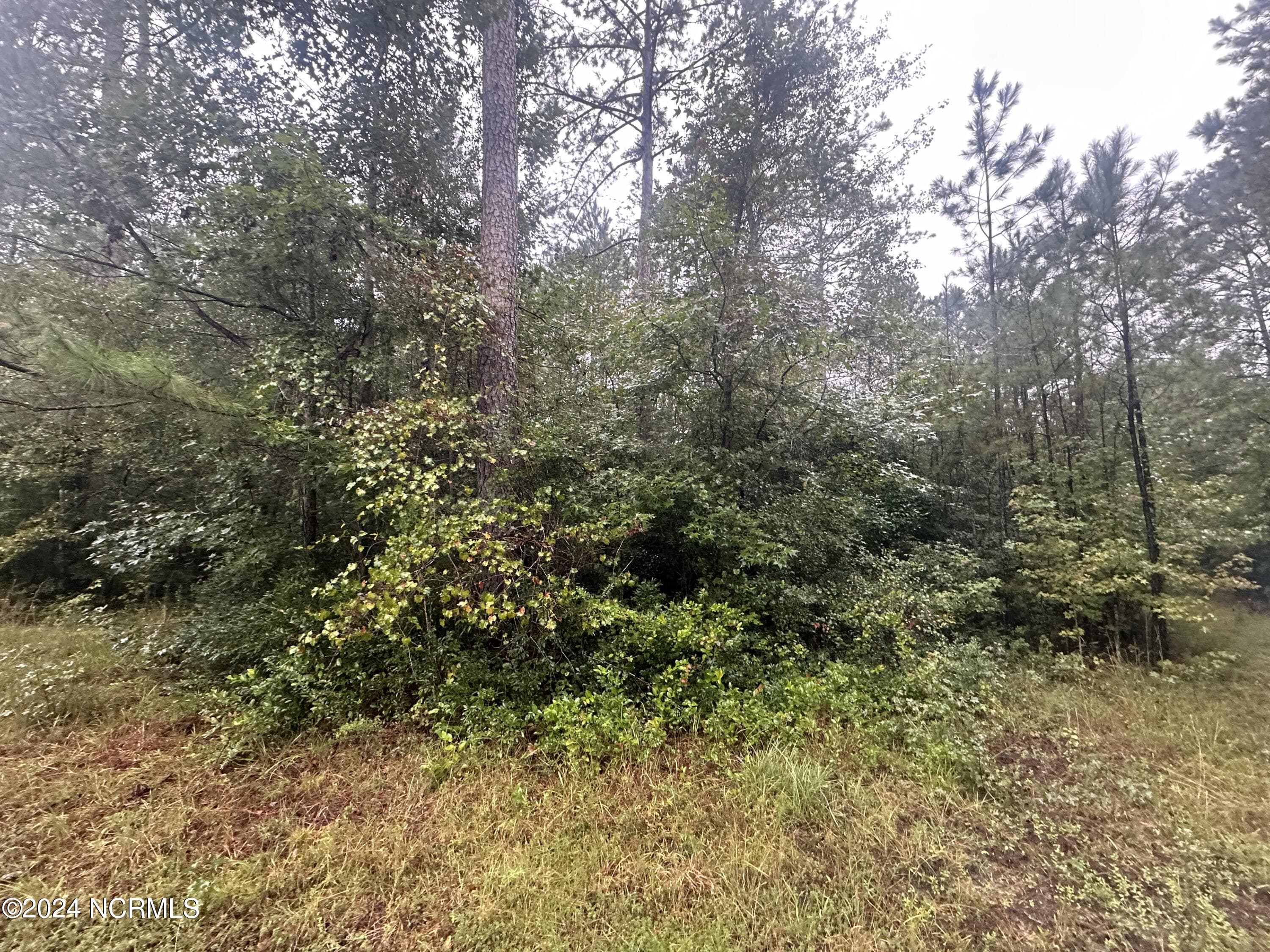 Wooded at Tbd Ash Little River Road NW, Ash, NC 28420, photo 5 of 15