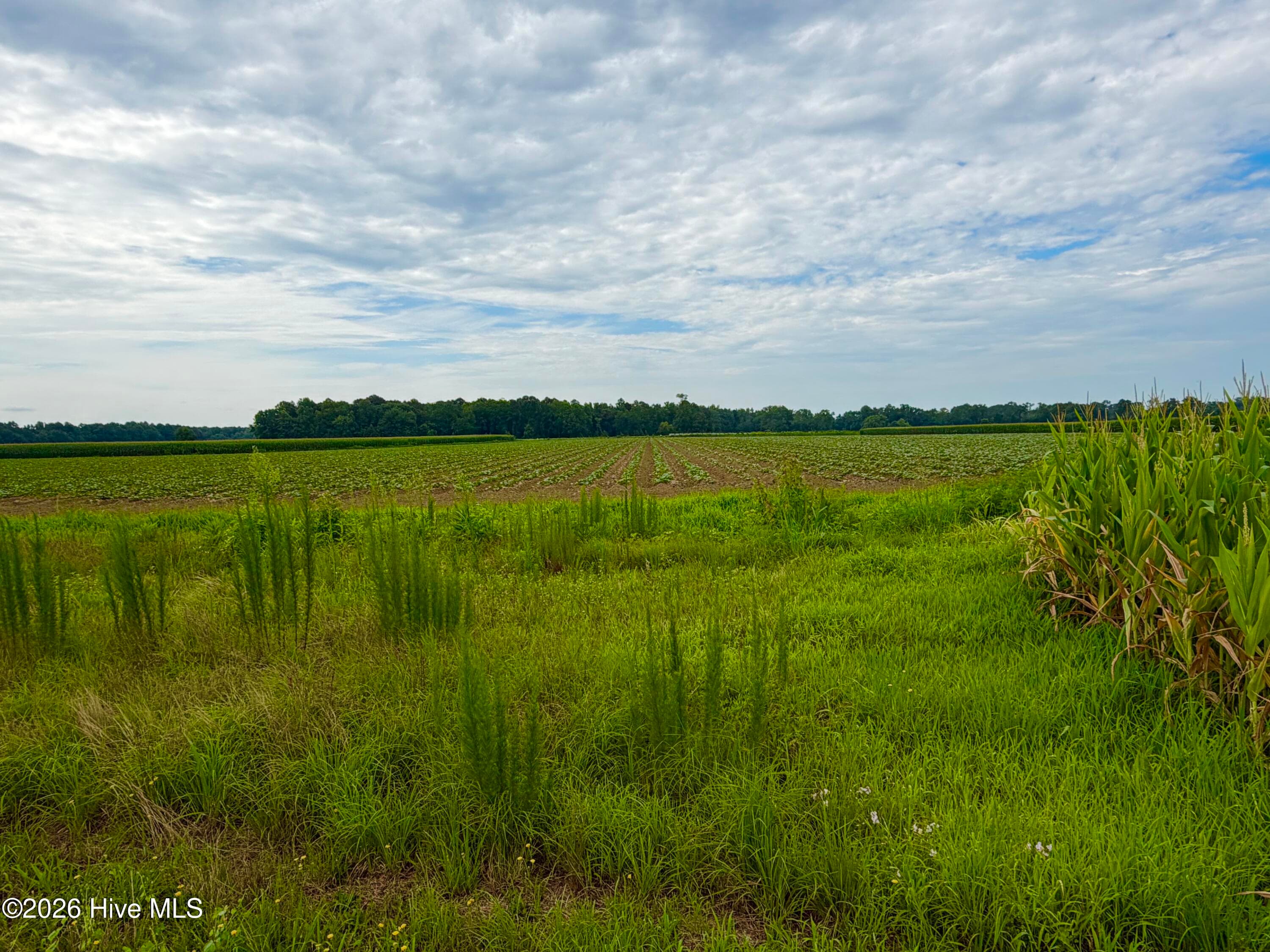 Farm at 478 Davis Mill Road, Fremont, NC 27830, photo 16 of 21