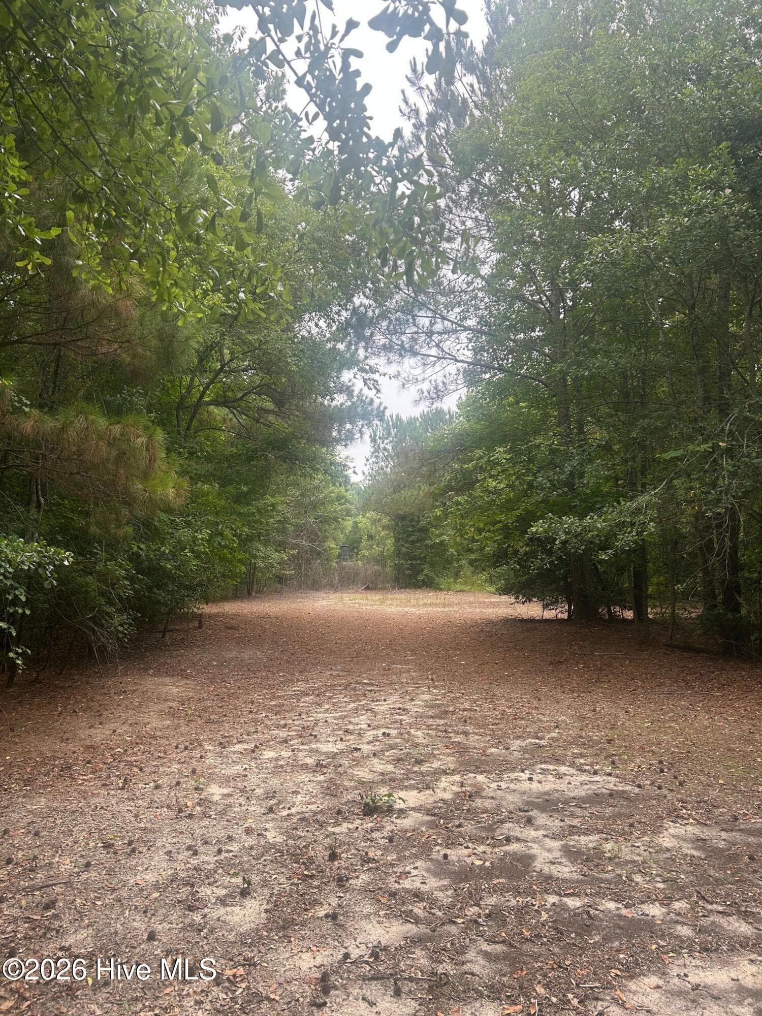 Wooded at Tbd Oliver Carlton Road, Warsaw, NC 28398, photo 15 of 17