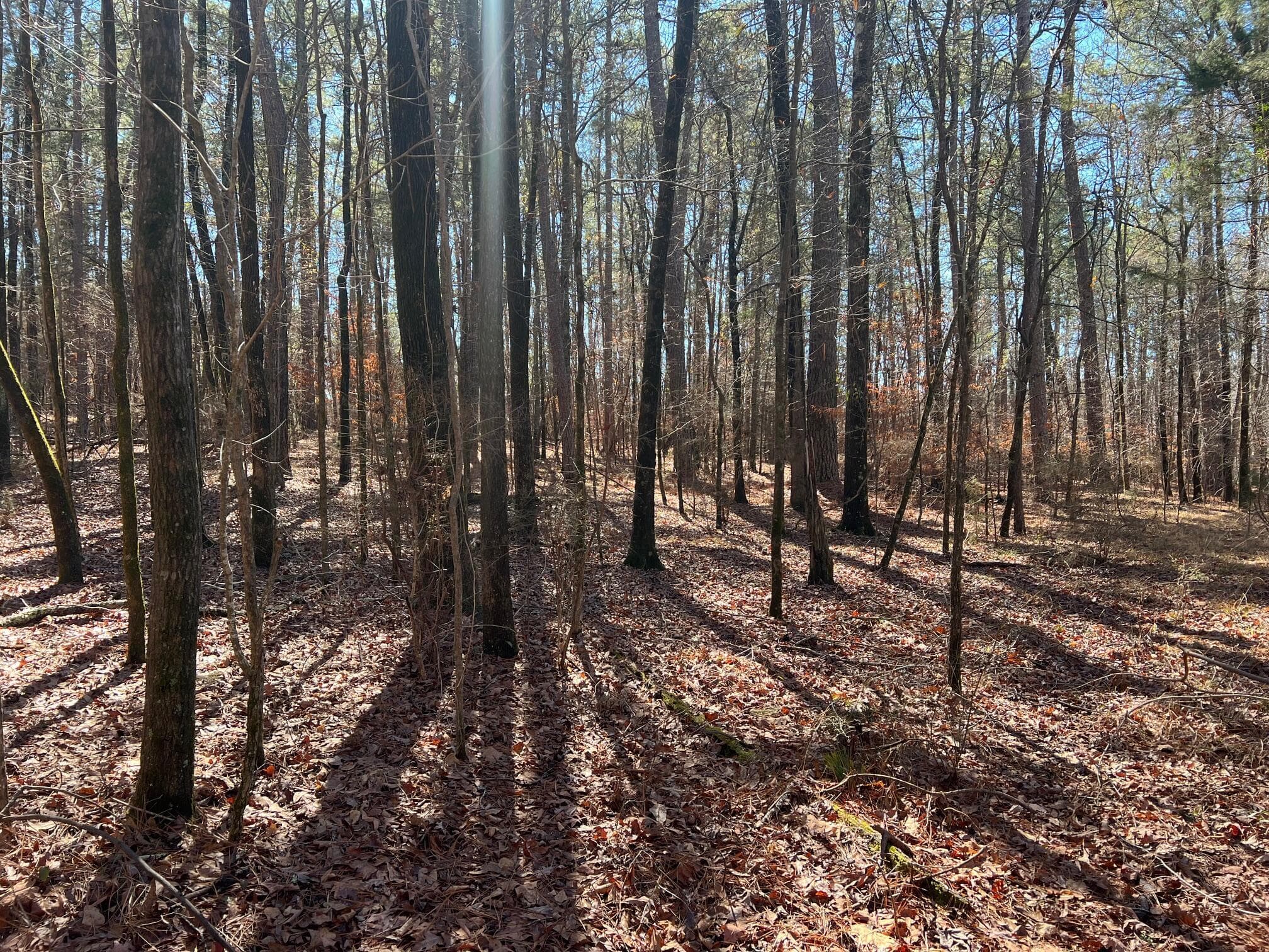 Residential Lot at 2369 Pine Ridge Drive, Appling, GA 30802, photo 7 of 9