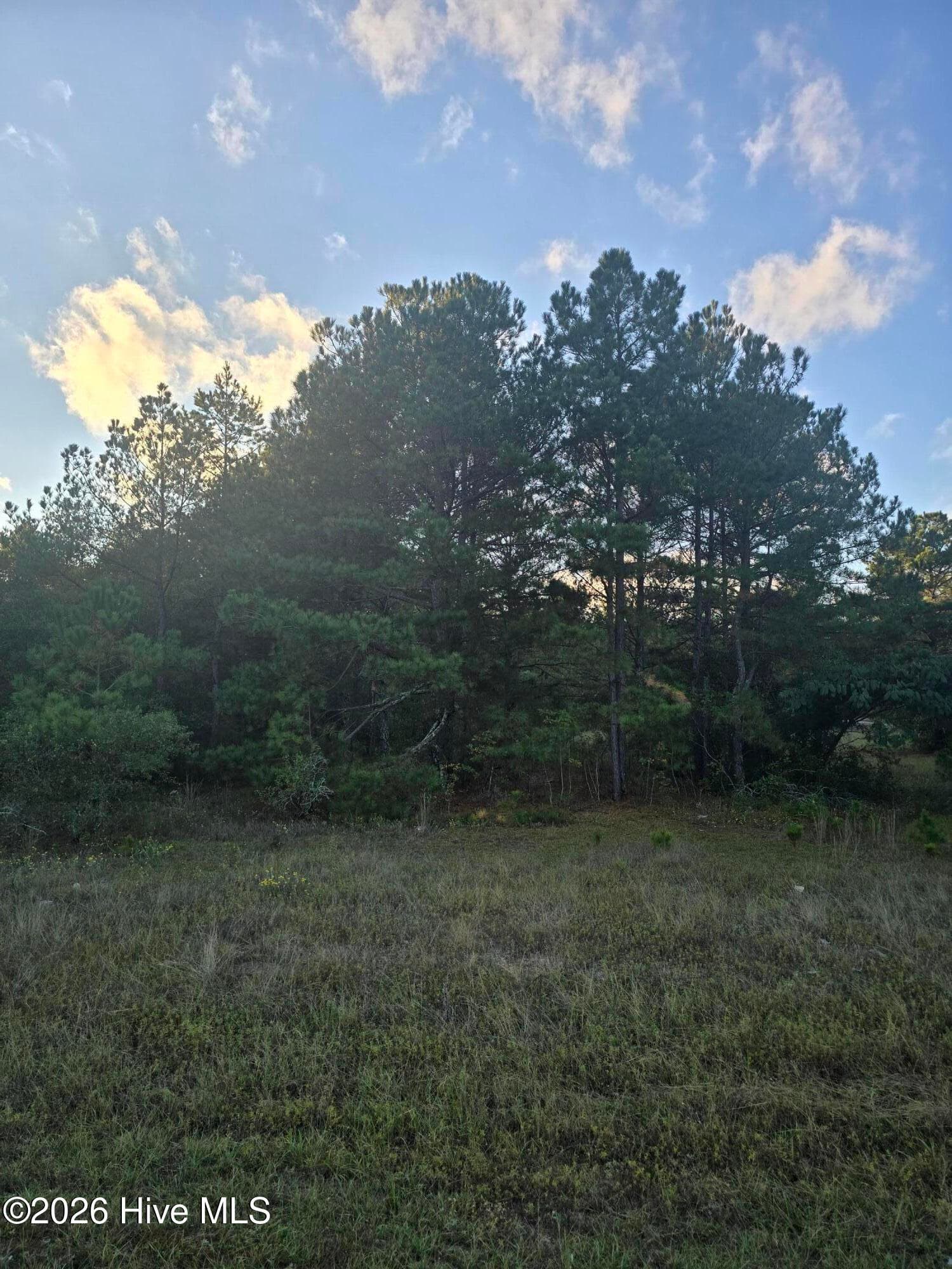 Wooded at Tbd Highway 25/Tower View Dr, Trenton, SC 29847, photo 2 of 3