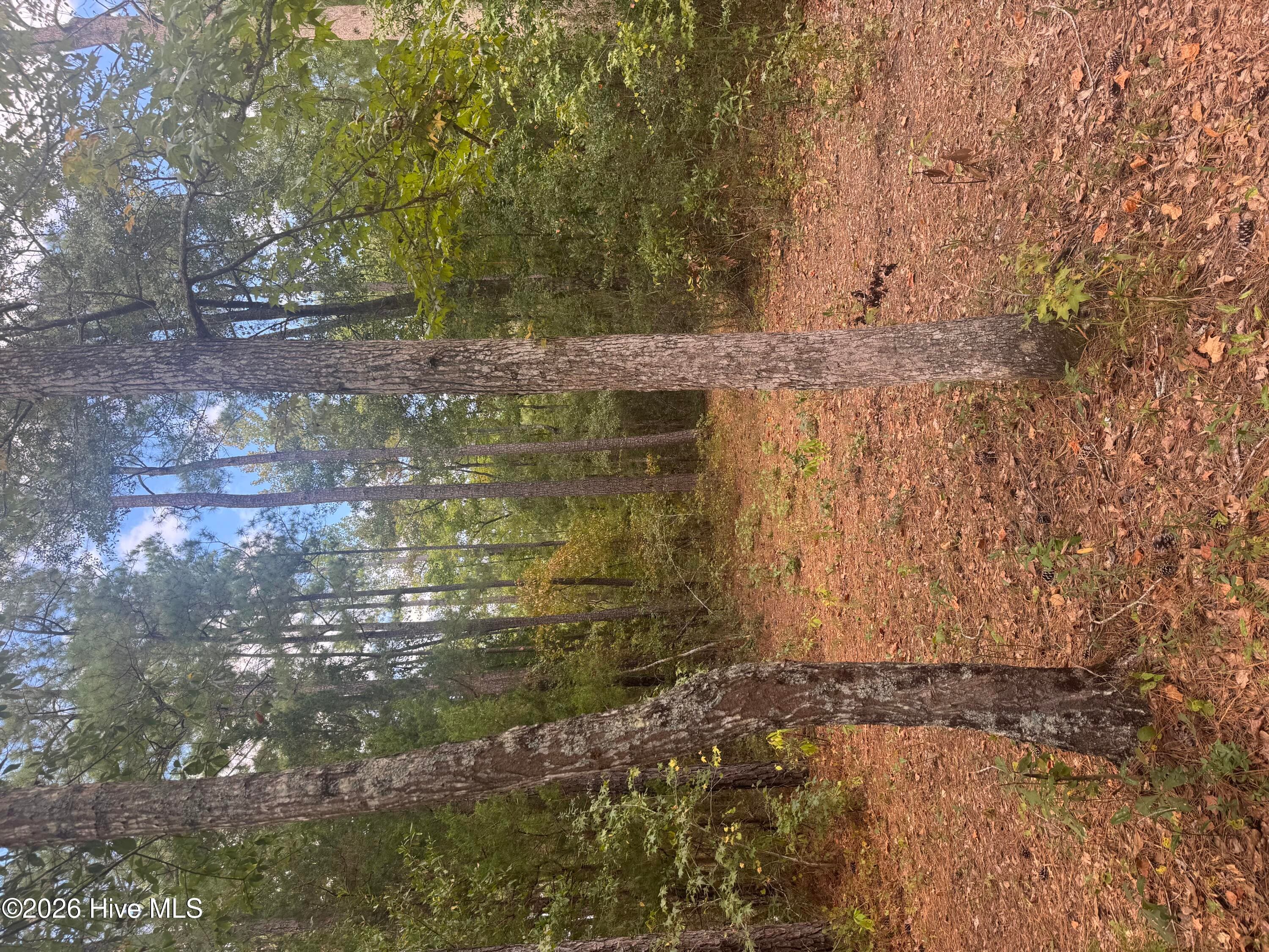 Undeveloped at 0 Nc 304, Bayboro, NC 28515, photo 21 of 21