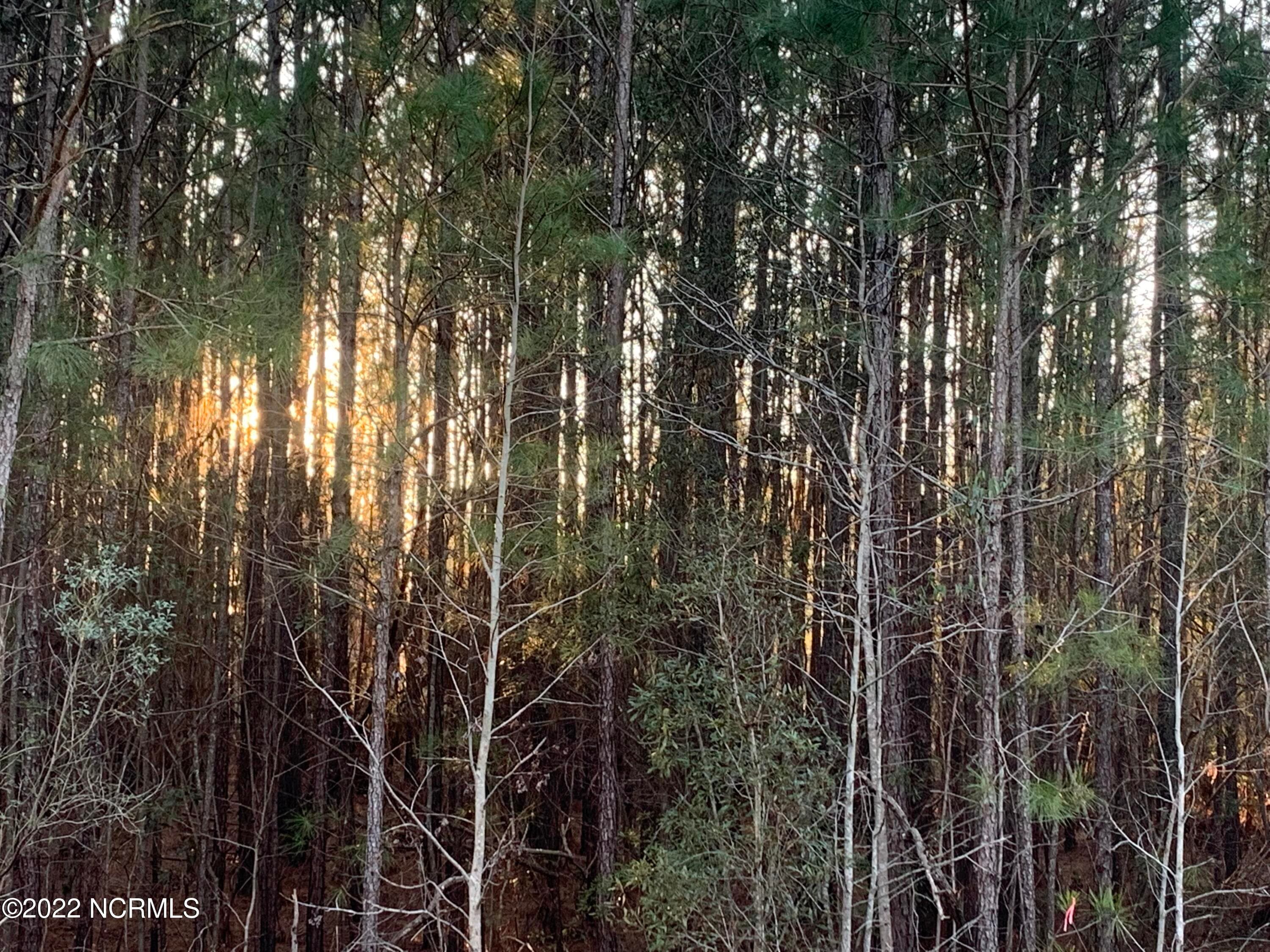 Wooded lot, waterfront. - Lot 24 24 Bailey Pointe S/D Drive, Belhaven, NC 27810