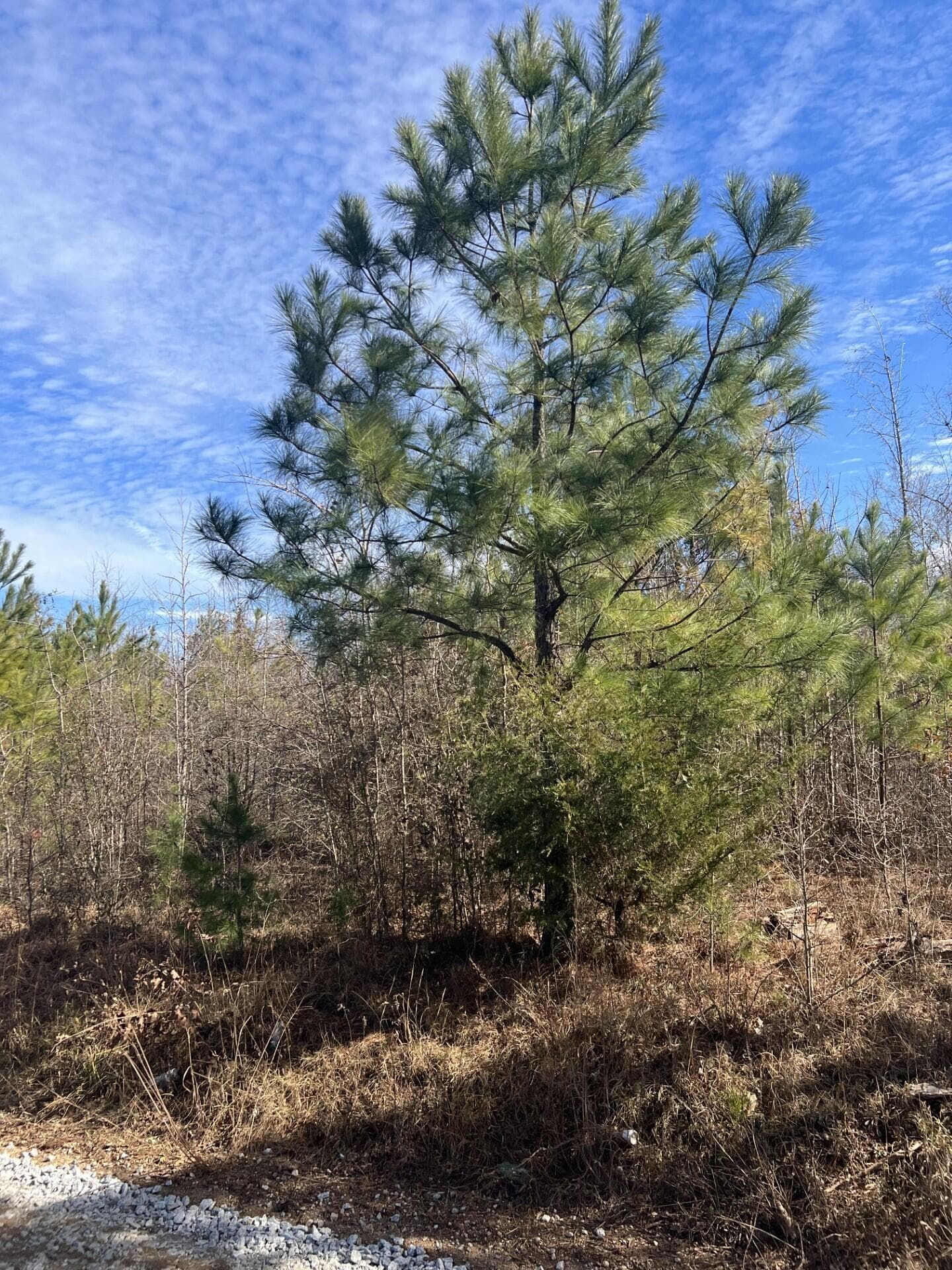 Residential Lot at 0 Clanton Road, Evans, GA 30809, photo 5 of 10