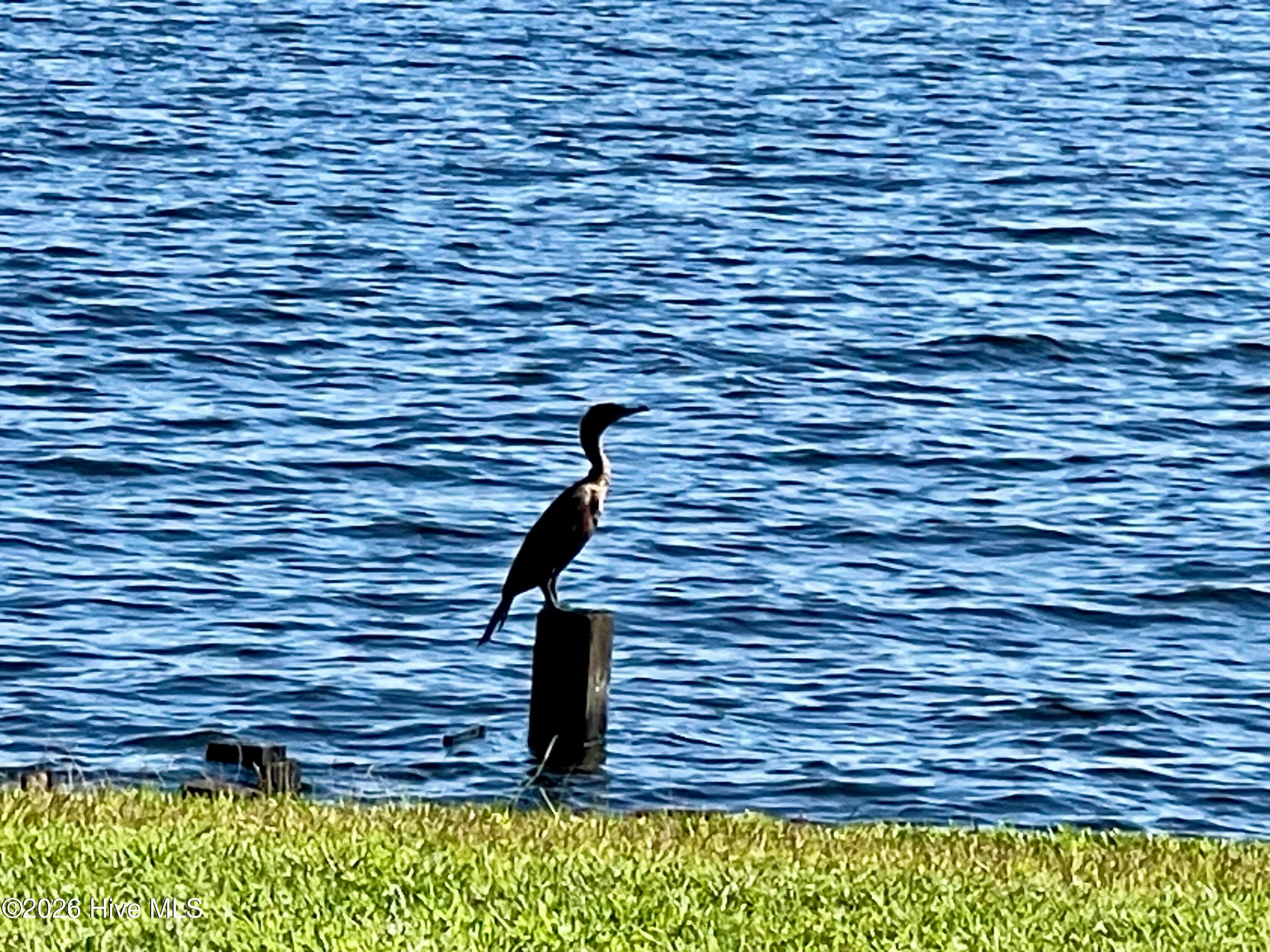 Abundant Wildlife, especially waterfowl - 114 27 and 28 Gov Eden House Road, Merry Hill, NC 27957