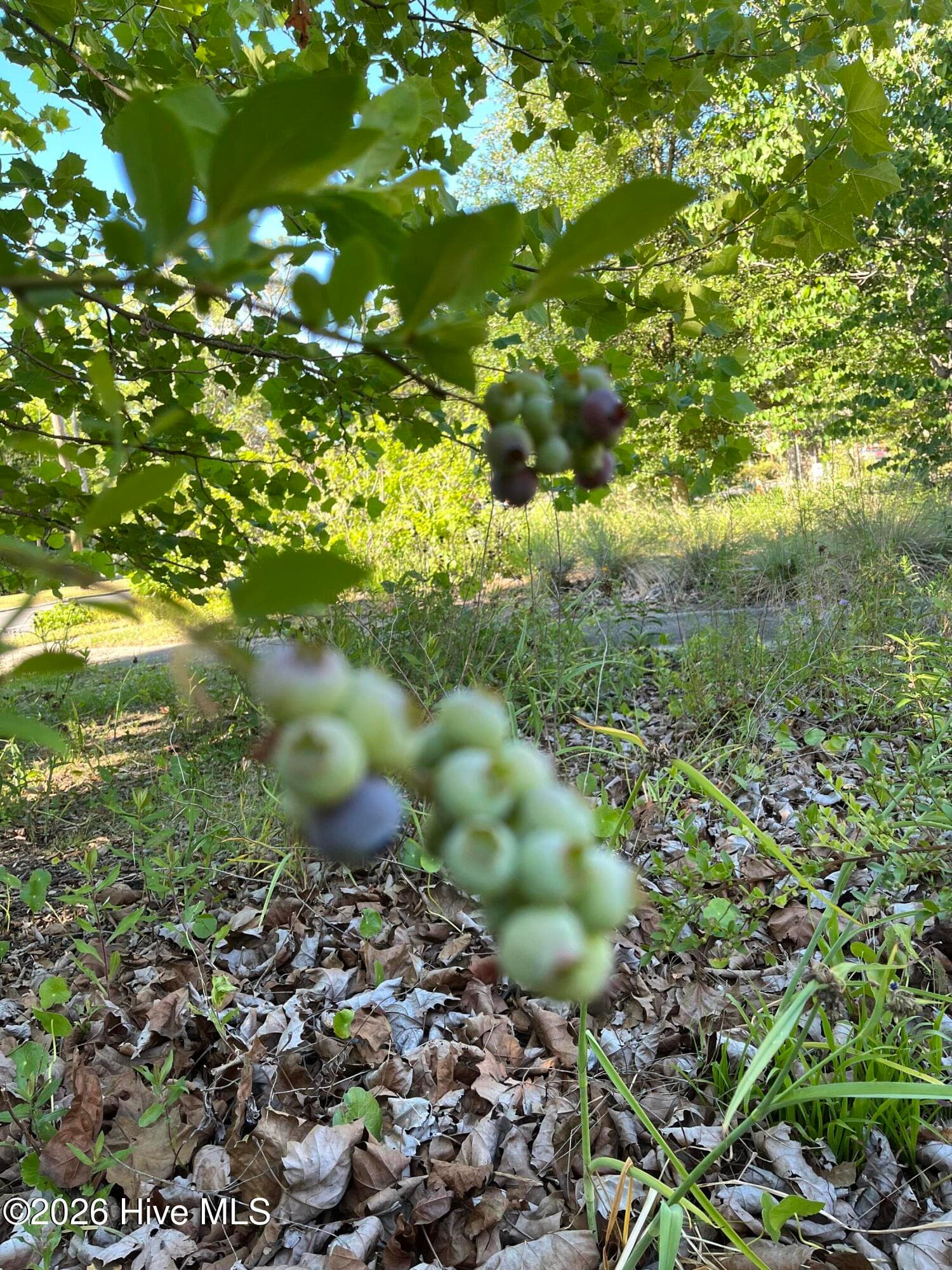 Blueberries galore - 320 Northern Boulevard, Wilmington, NC 28401