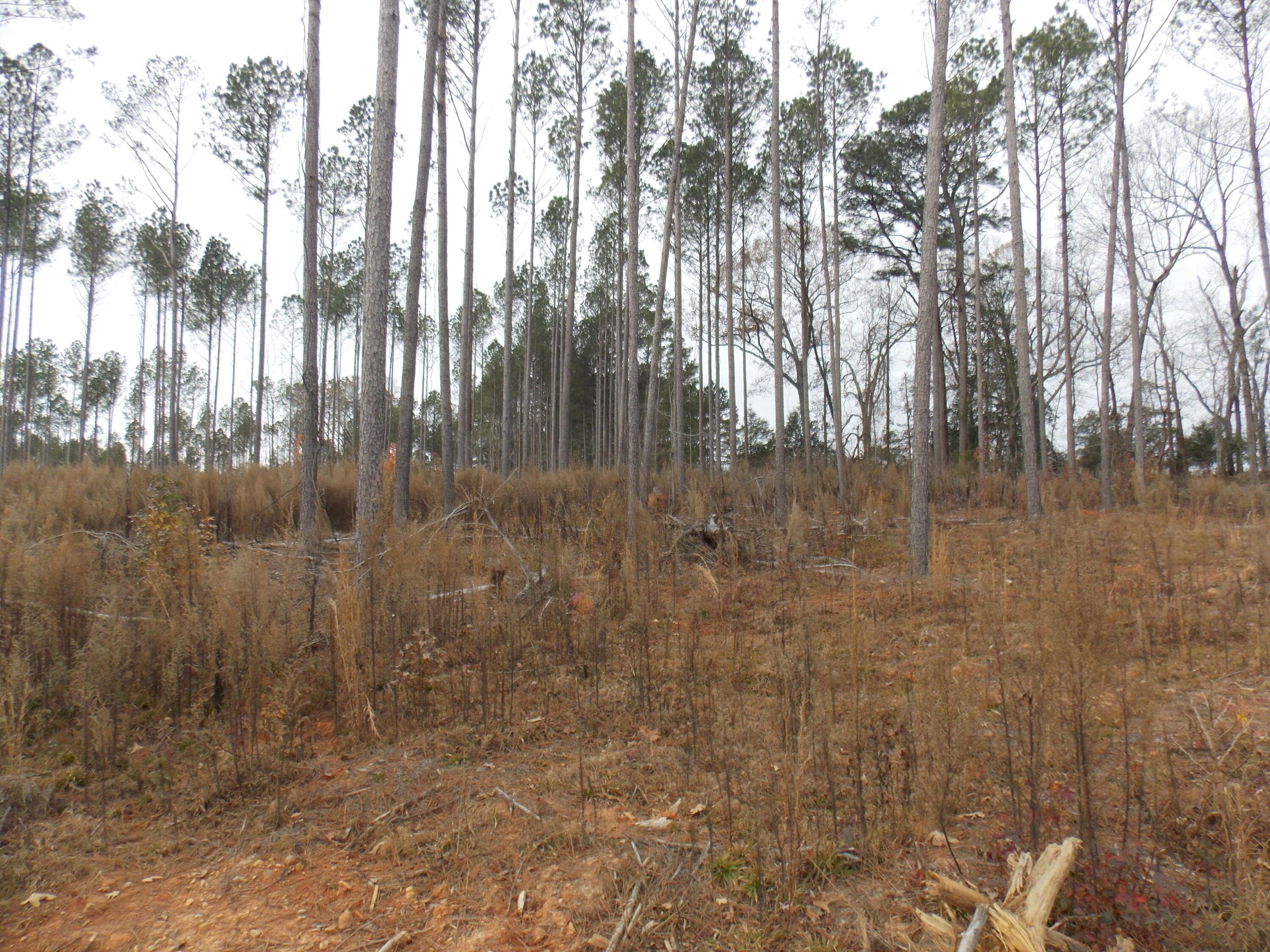 Undeveloped at 2 2 E Mosley Road, Lincolnton, GA 30817, photo 3 of 3