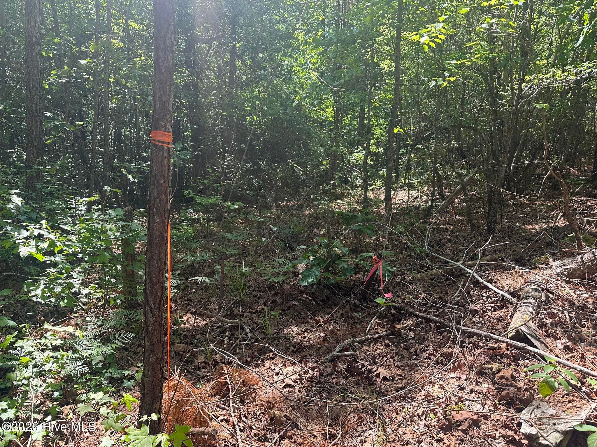 Agriculture at Lot 4 Saggus Road, Washington, GA 30673, photo 7 of 25