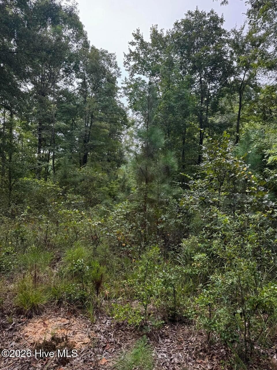 Undeveloped at 00 Gabe Rd, Saluda, SC 29138, photo 2 of 6
