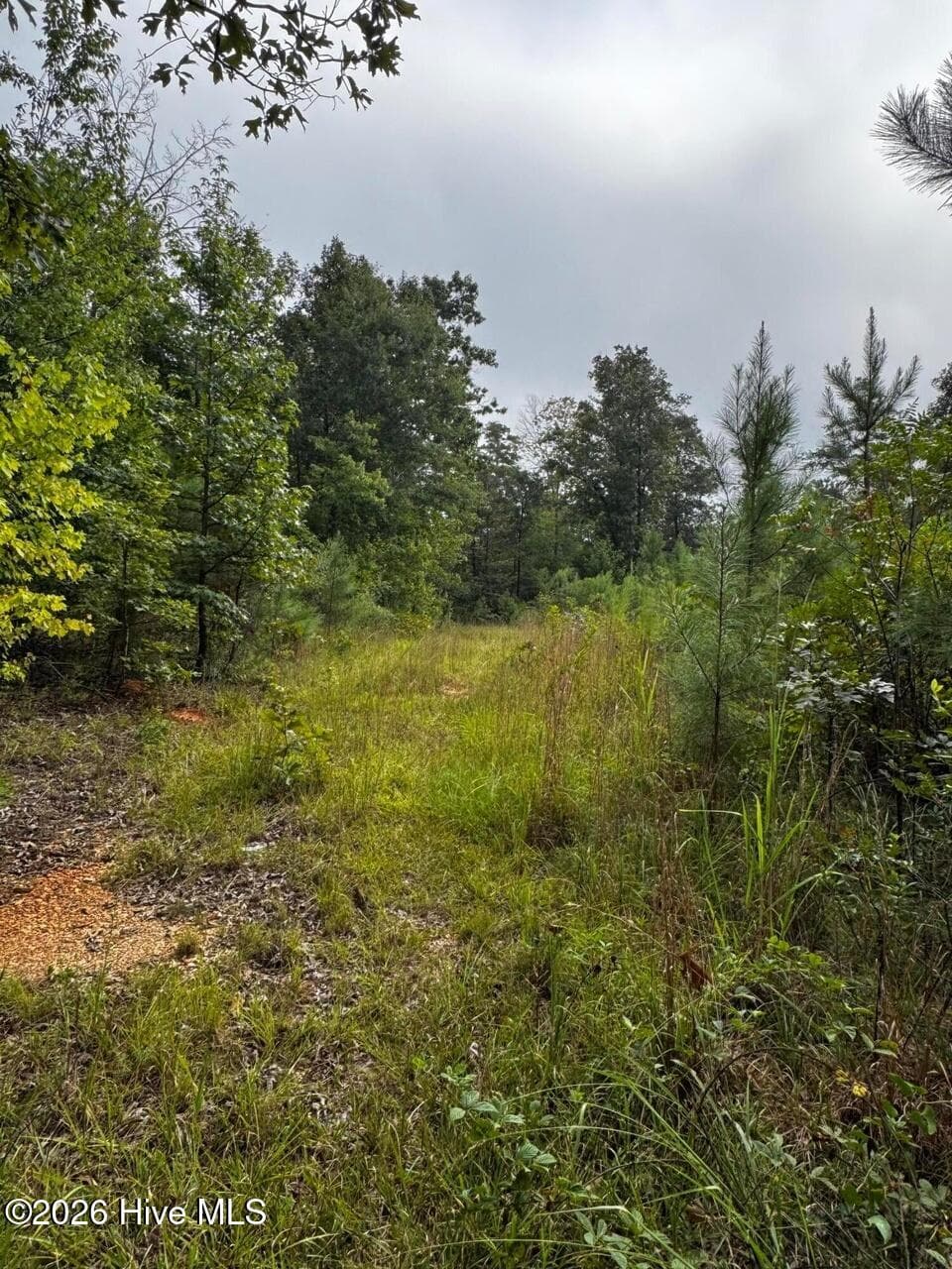Undeveloped at 00 Gabe Rd, Saluda, SC 29138, photo 4 of 6