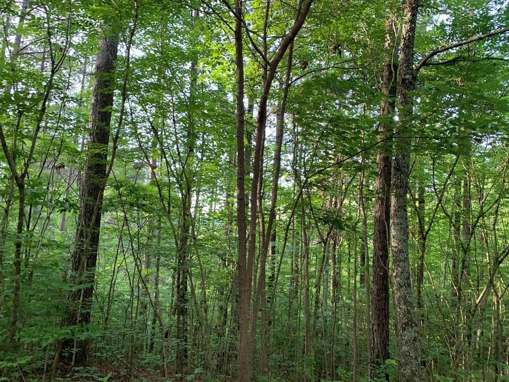 Land at Lot 43 Kestrel Ridge Circle, Murphy, NC 28906, photo 2 of 24