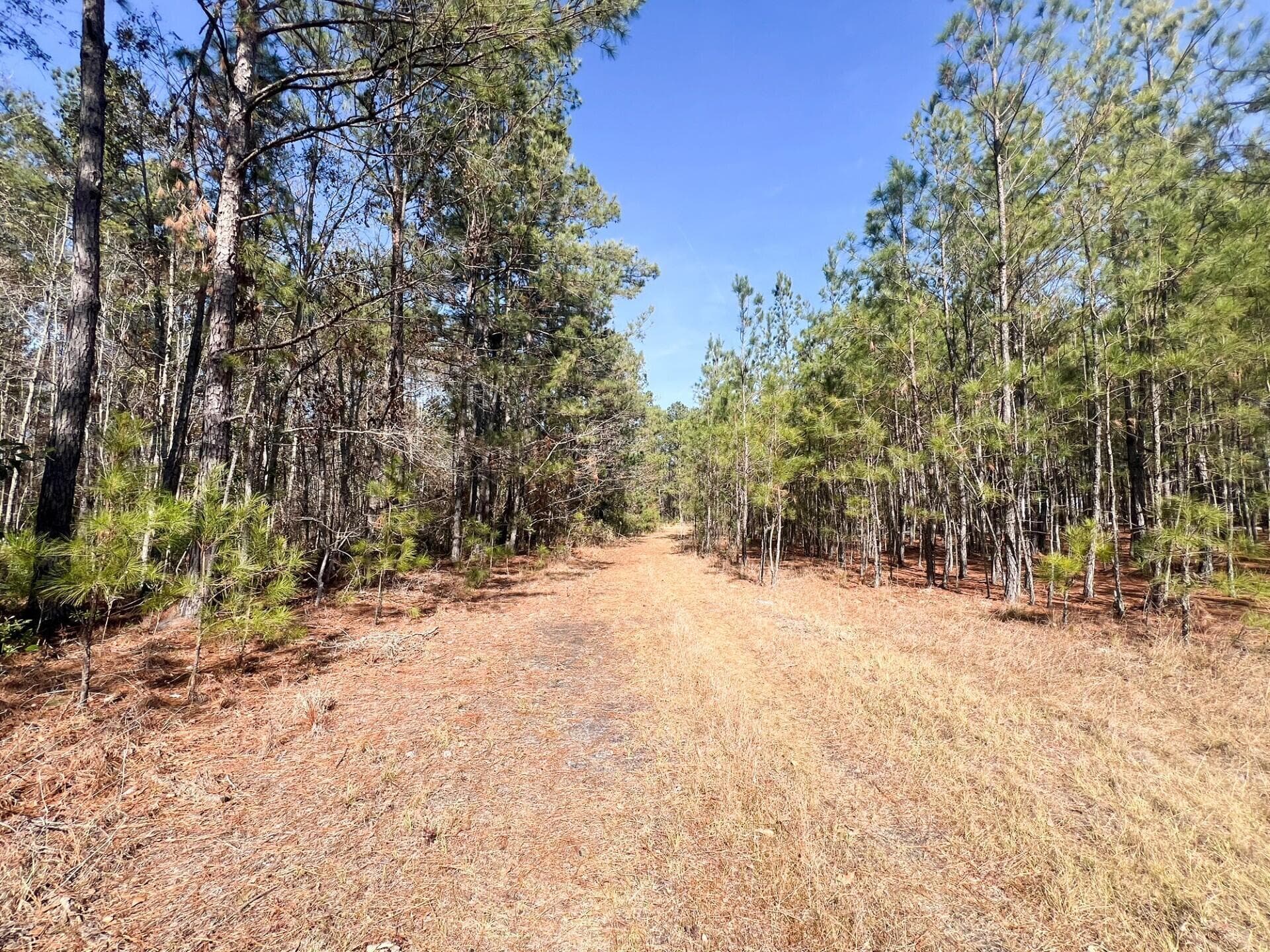 Undeveloped at 1014 Iler Road, Pembroke, GA 31321, photo 5 of 5