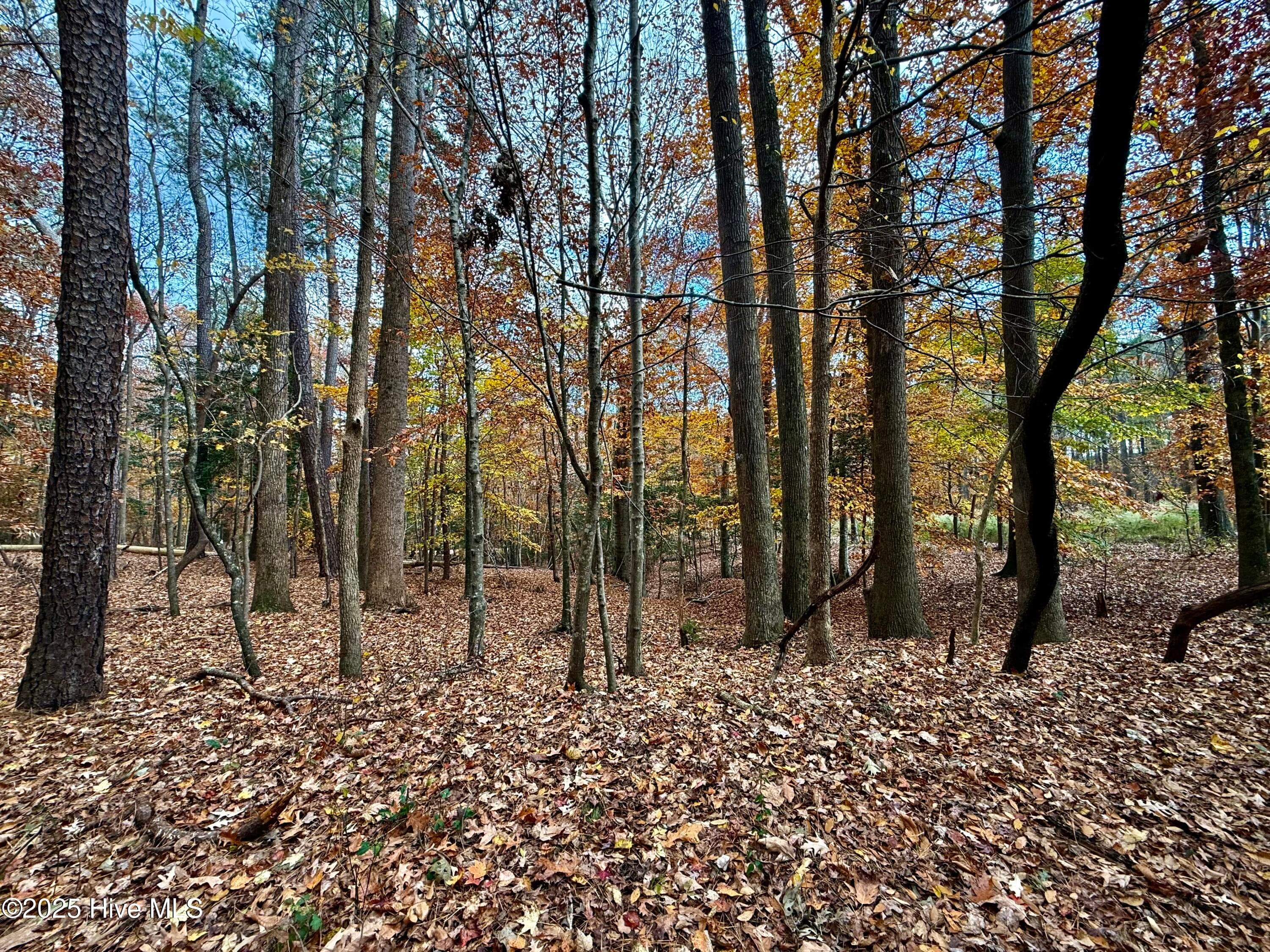 Wooded at 0 Williams Road, Williamston, NC 27892, photo 12 of 16