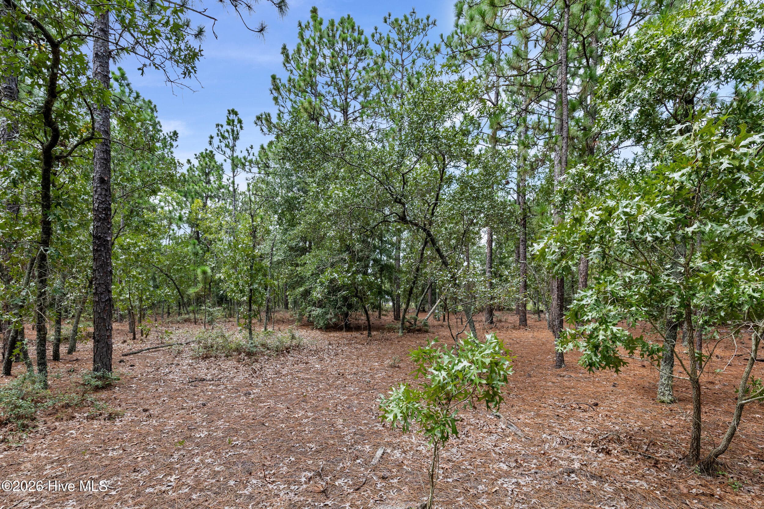 Wooded at 2467 Patiller Road, Hephzibah, GA 30815, photo 15 of 16