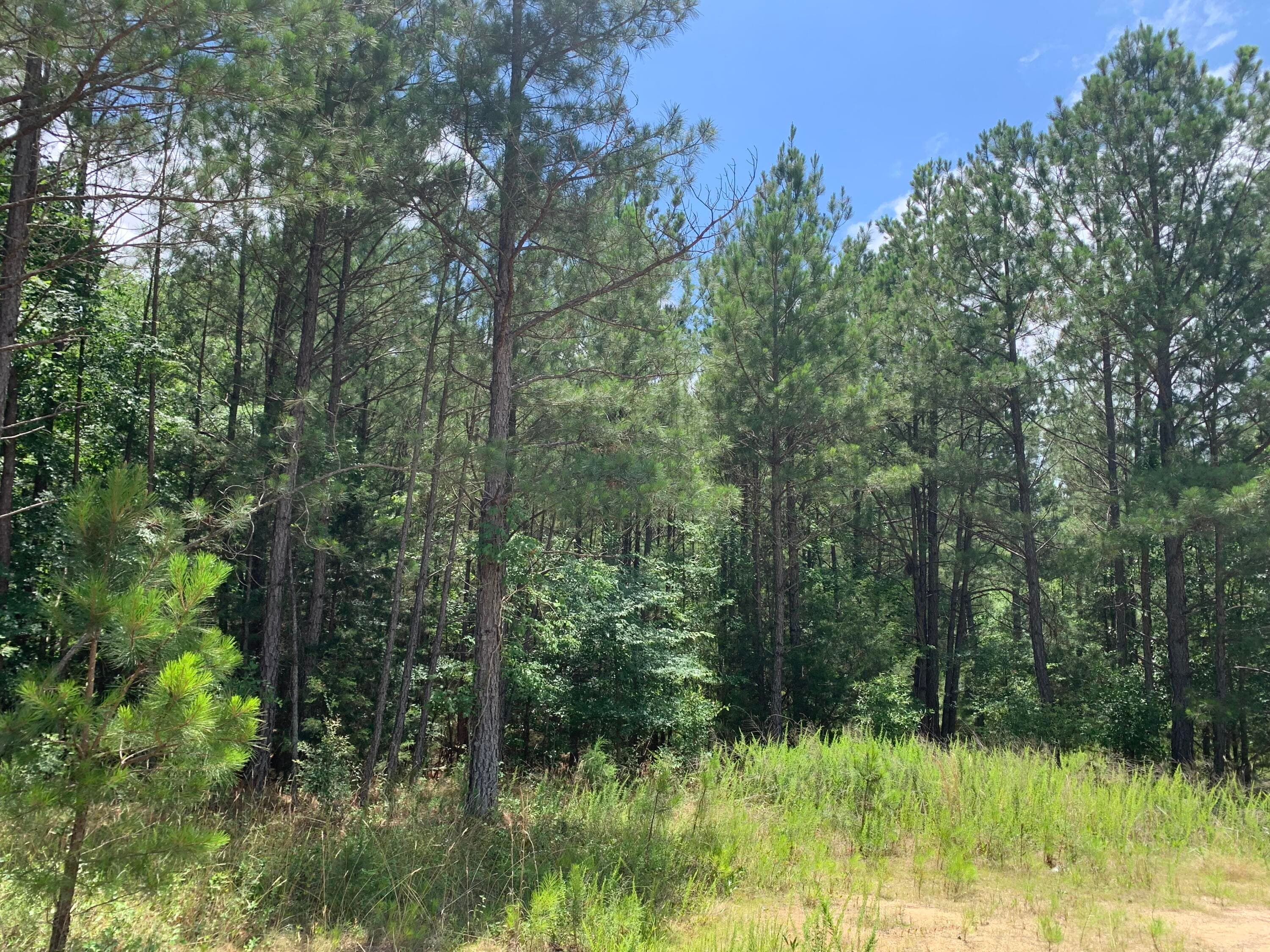 Interior View - Na Metasville Road, Lincolnton, GA 30817