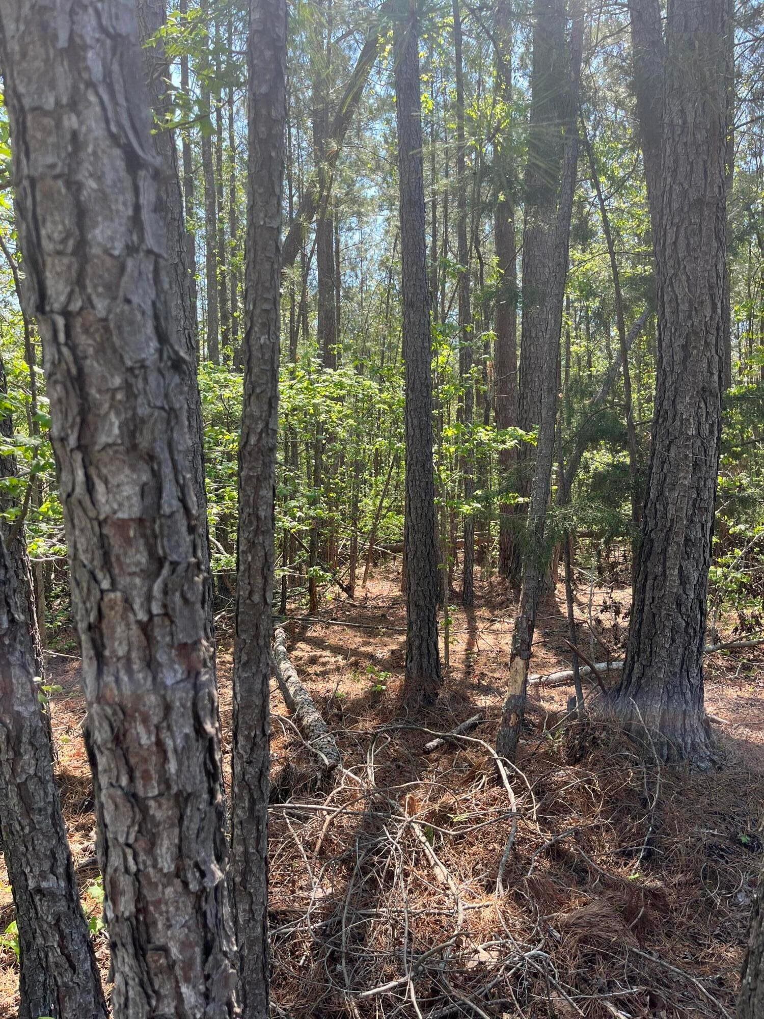 Undeveloped at L14 B39 Antioch Drive, McCormick, SC 29835, photo 2 of 8