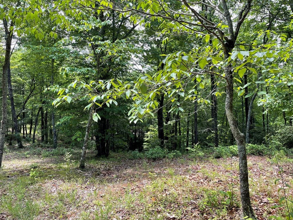Wooded at 4 4 Collett Woods Trail, Andrews, NC 28901