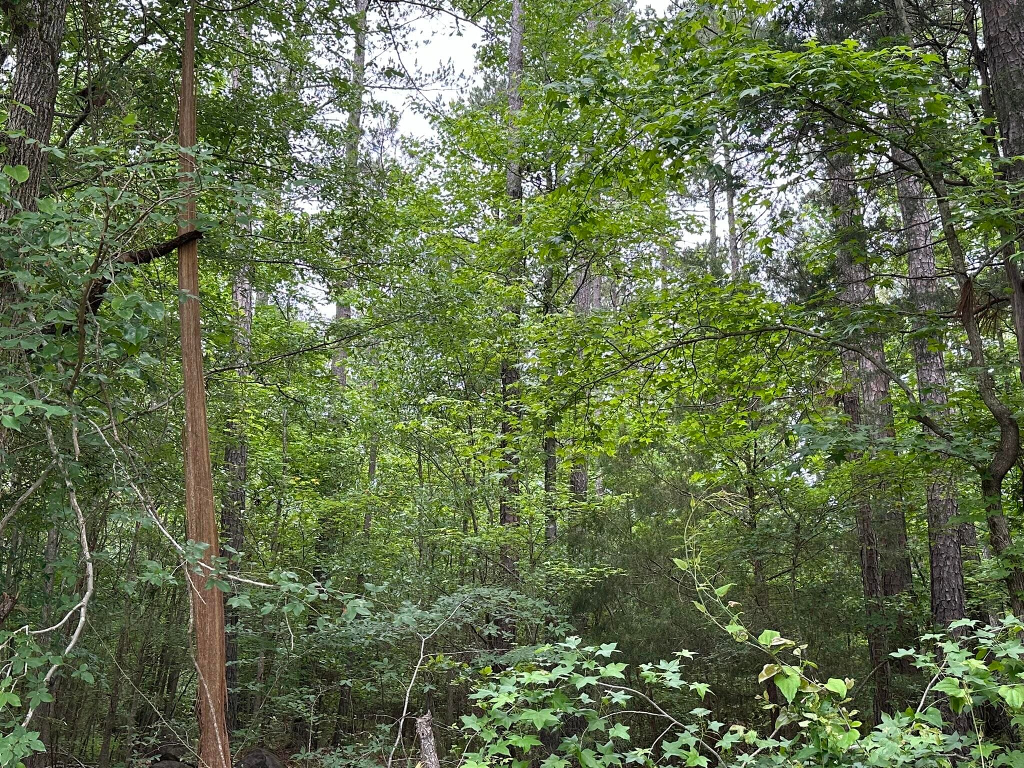 Mixed Use at Lot 3a 3A Elberton Highway, Lincolnton, GA 30817, photo 7 of 27