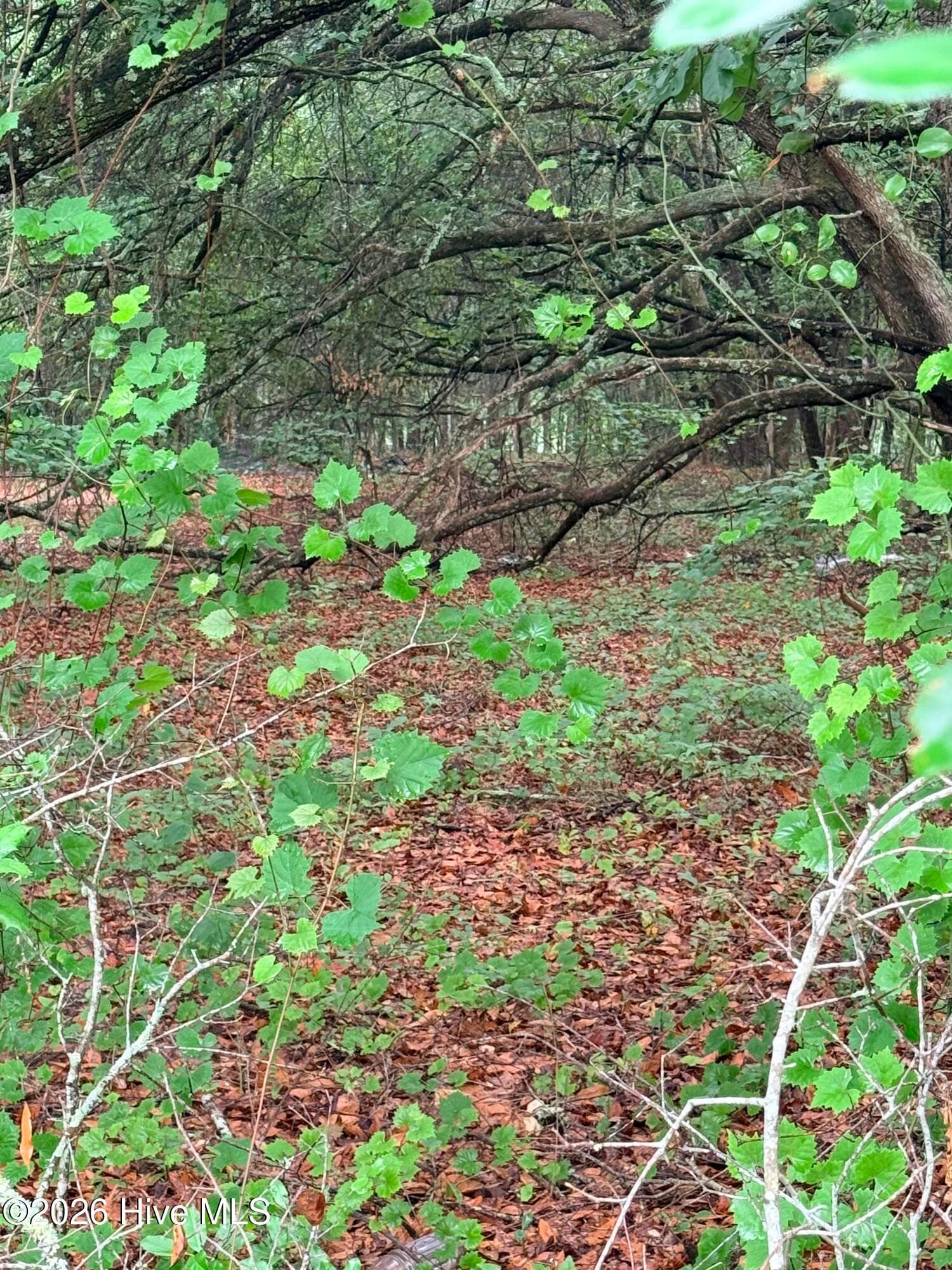 Wooded at 0 Alma Drive, North, SC 29112, photo 4 of 6