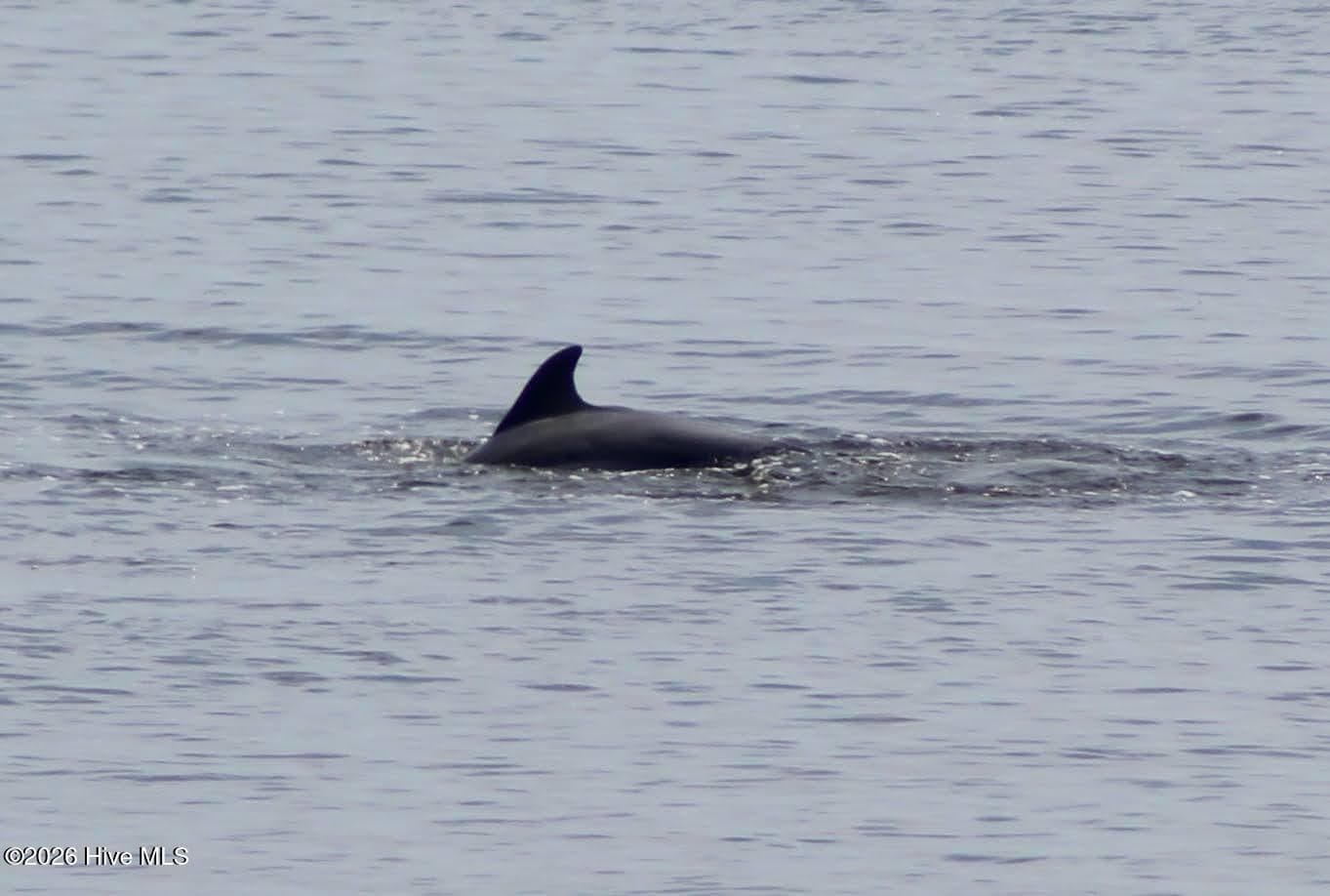 Dolphins Play in the Backyard - 228 Drake Landing, New Bern, NC 28560