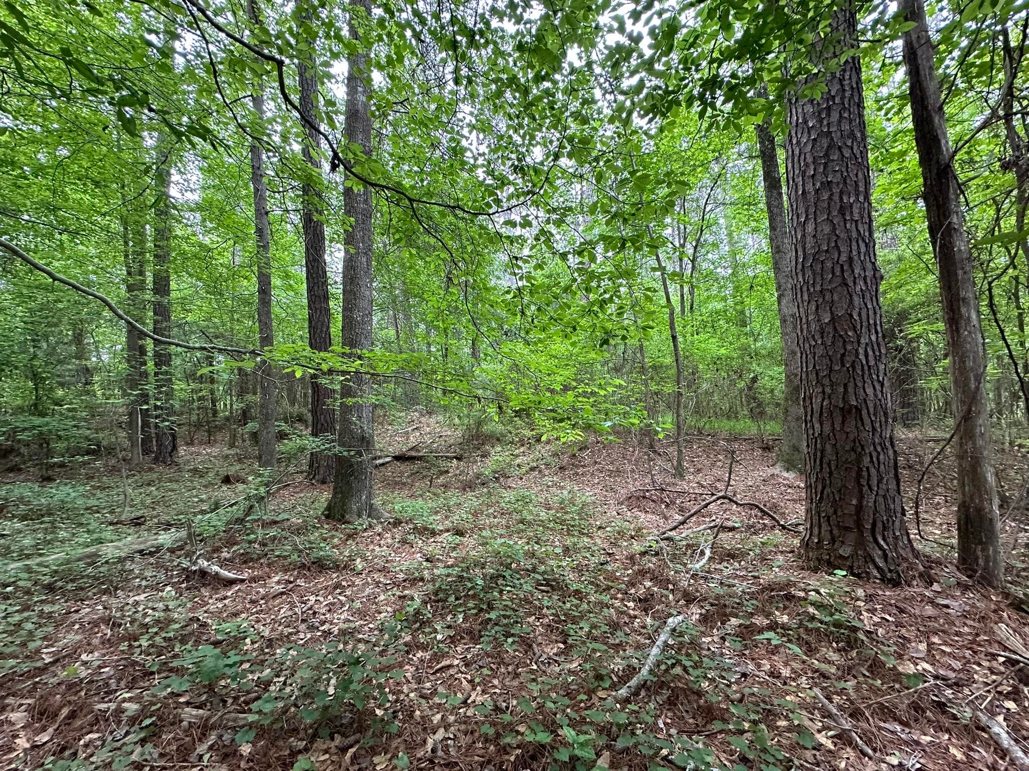 Mixed Use at Lot 3a 3A Elberton Highway, Lincolnton, GA 30817, photo 11 of 27