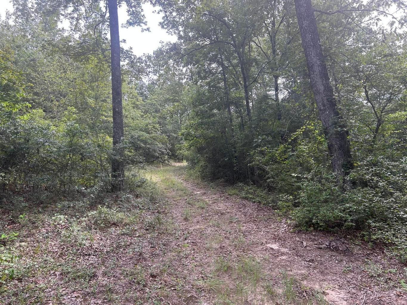 Undeveloped at Tbd Johnston Highway, Trenton, SC 29847, photo 7 of 7