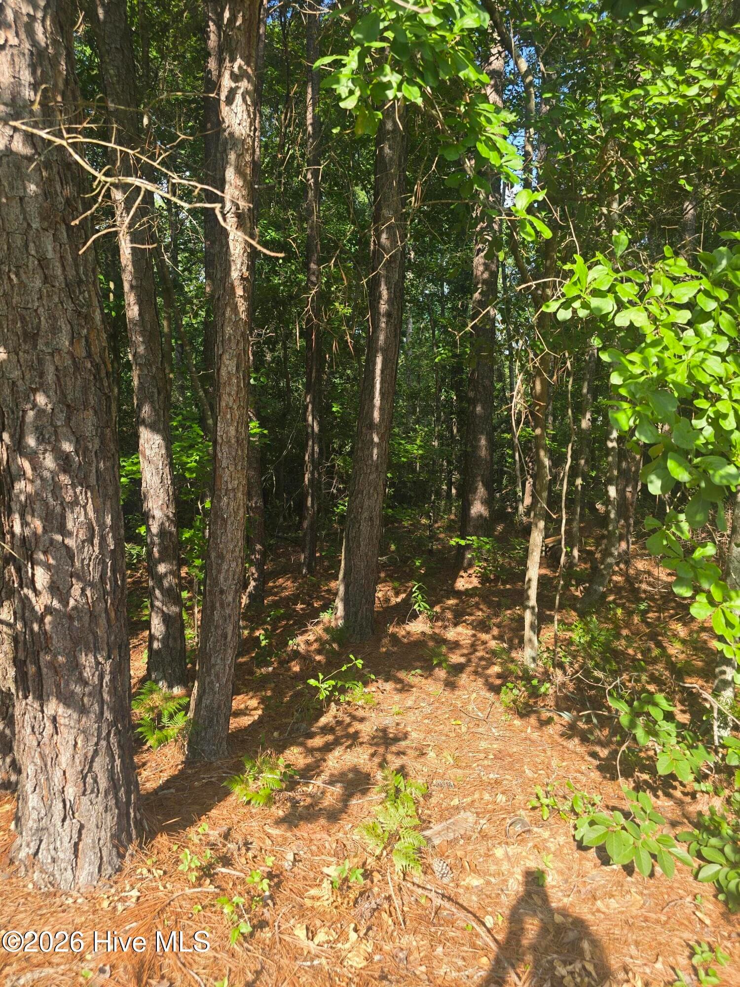 Wooded at 3454 Lewis Road, Augusta, GA 30909, photo 4 of 5