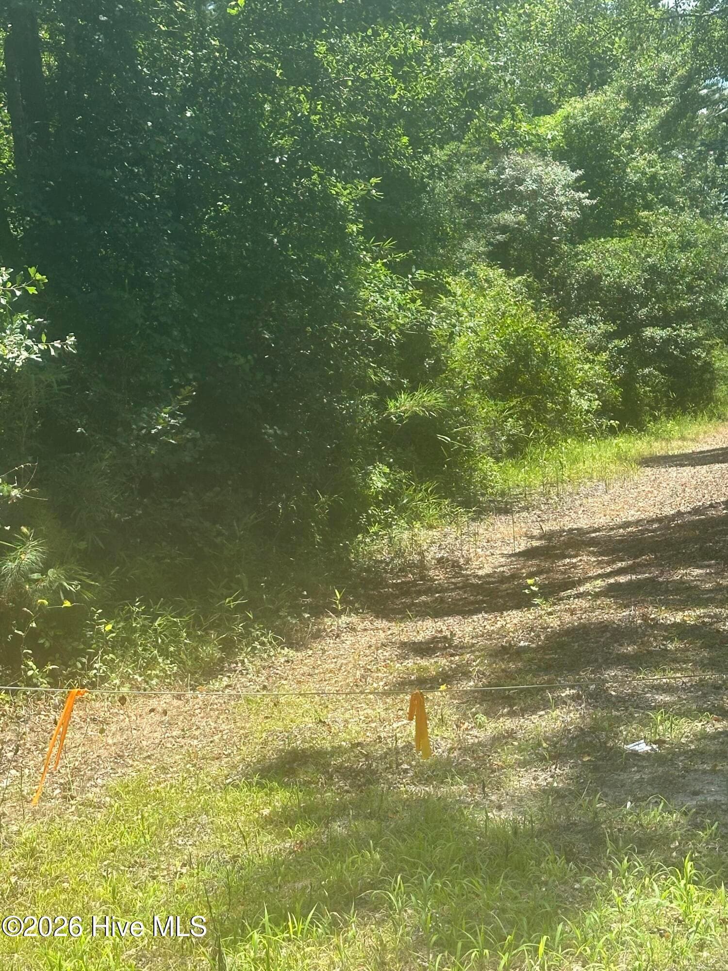Wooded at Near 721 Near 721 Joe Piver R Road, Chadbourn, NC 28431, photo 5 of 21