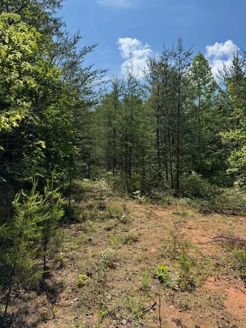 Land at Lot 11 Paradise, Marble, NC 28905, photo 5 of 6