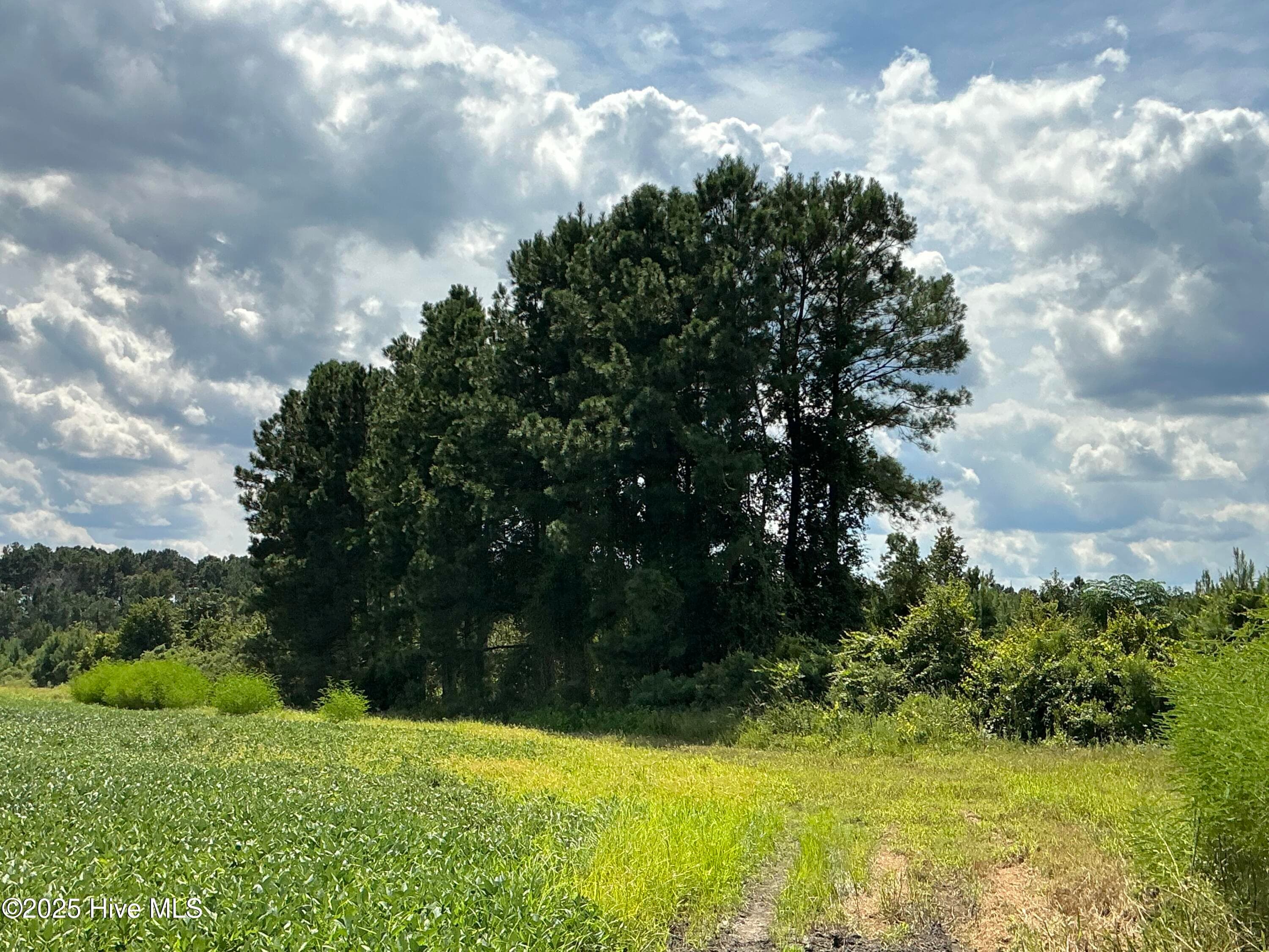 Farm at 0 Near 685 Rossie Ober Road, Whiteville, NC 28472, photo 9 of 9