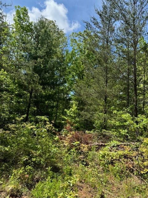 Land at Lot 12 Paradise, Marble, NC 28905, photo 2 of 4