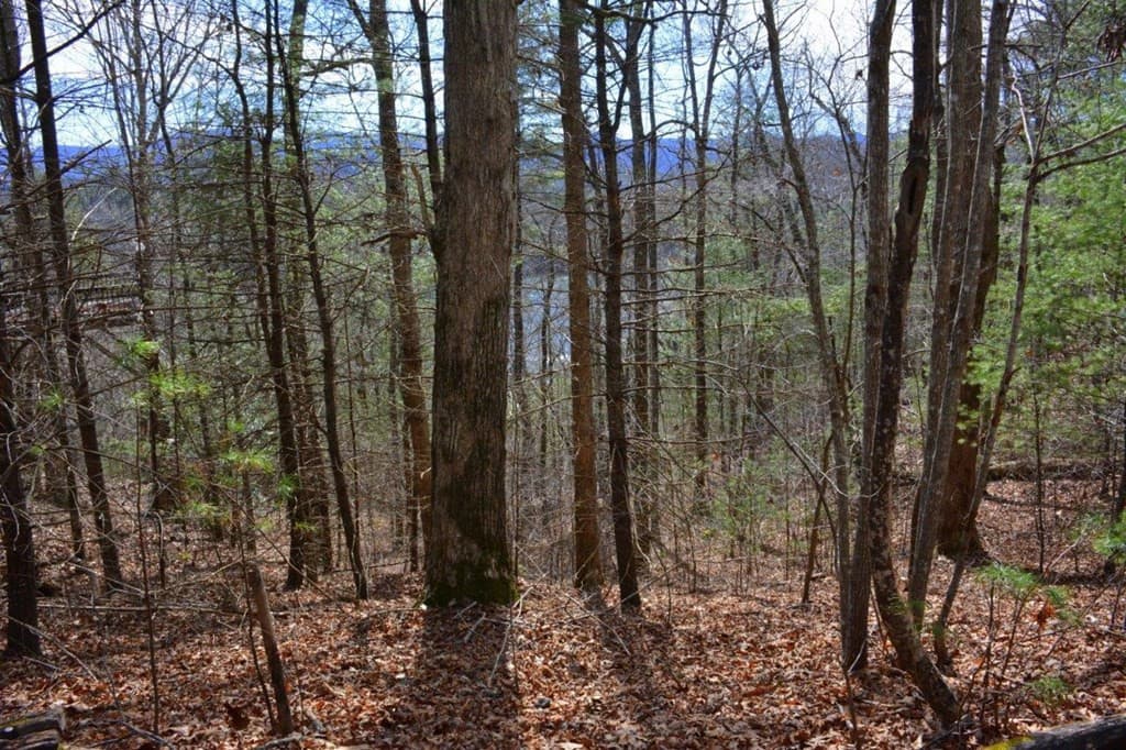 Land at 00 Chestnut Ridge, Robbinsville, NC 28771, photo 6 of 6