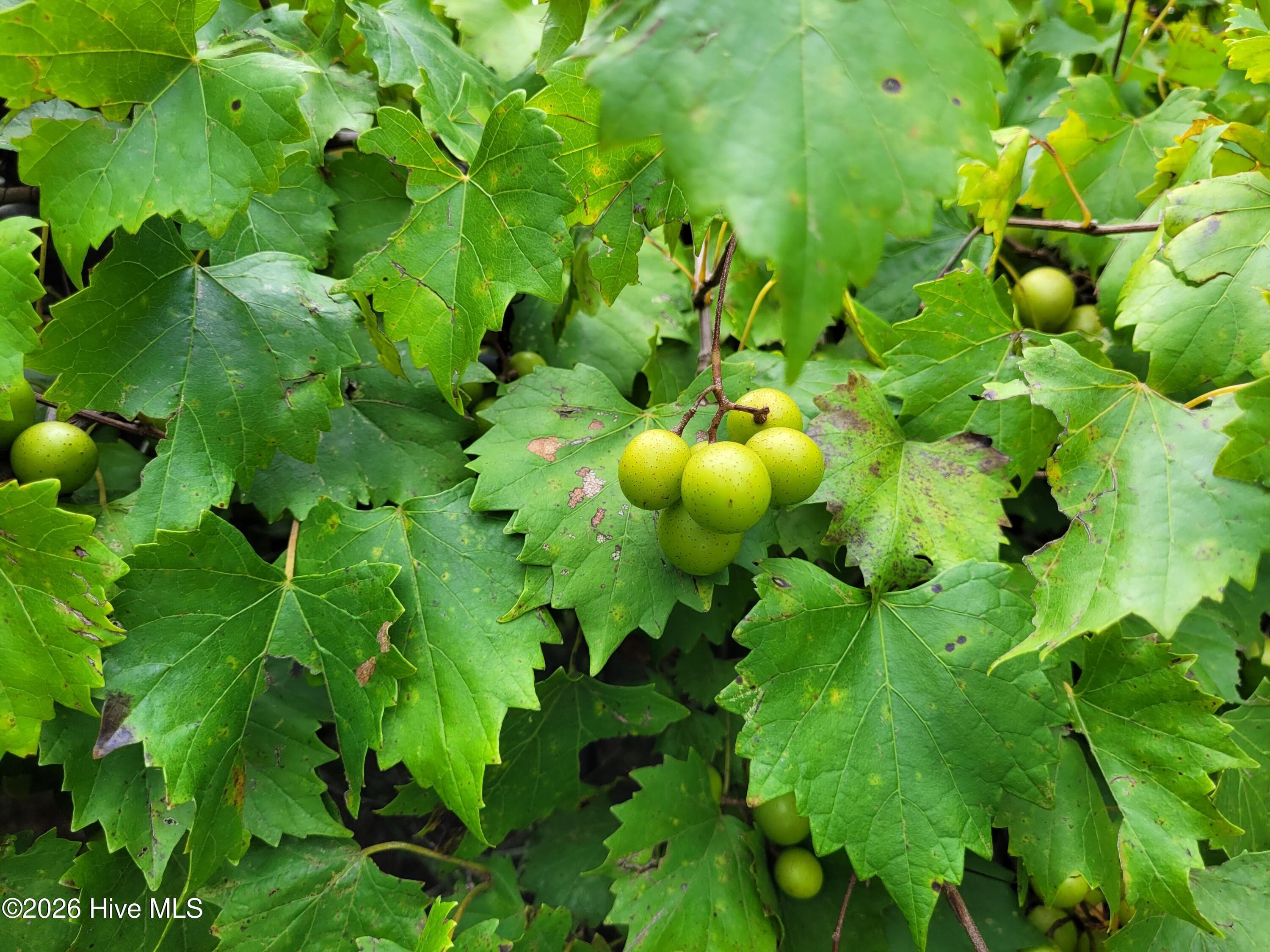 Scuppernong Grapes Perhaps? - 1554 Nc 102 E, Ayden, NC 28513