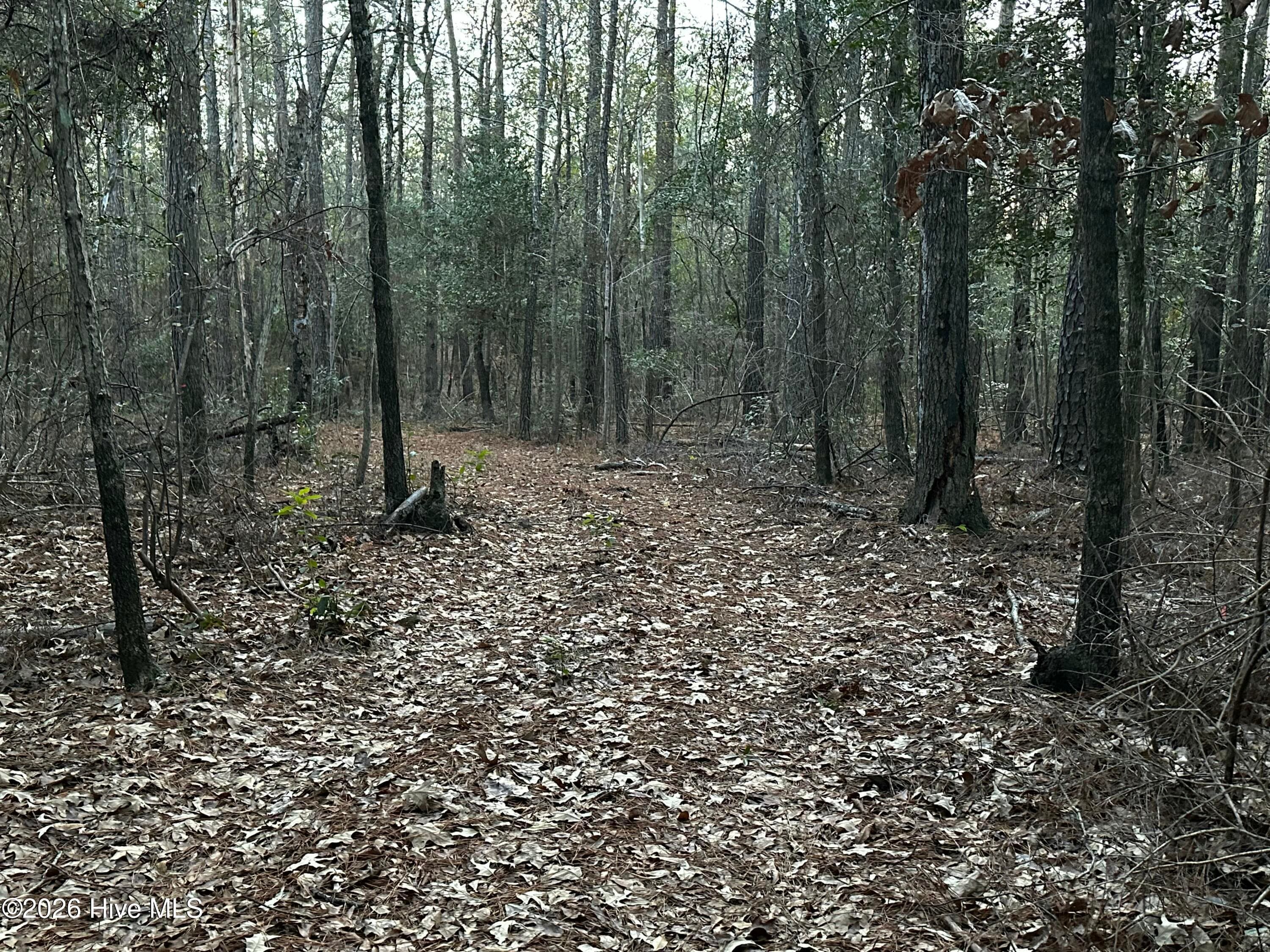 Wooded at Canetuck Canetuck Road, Currie, NC 28435, photo 2 of 3