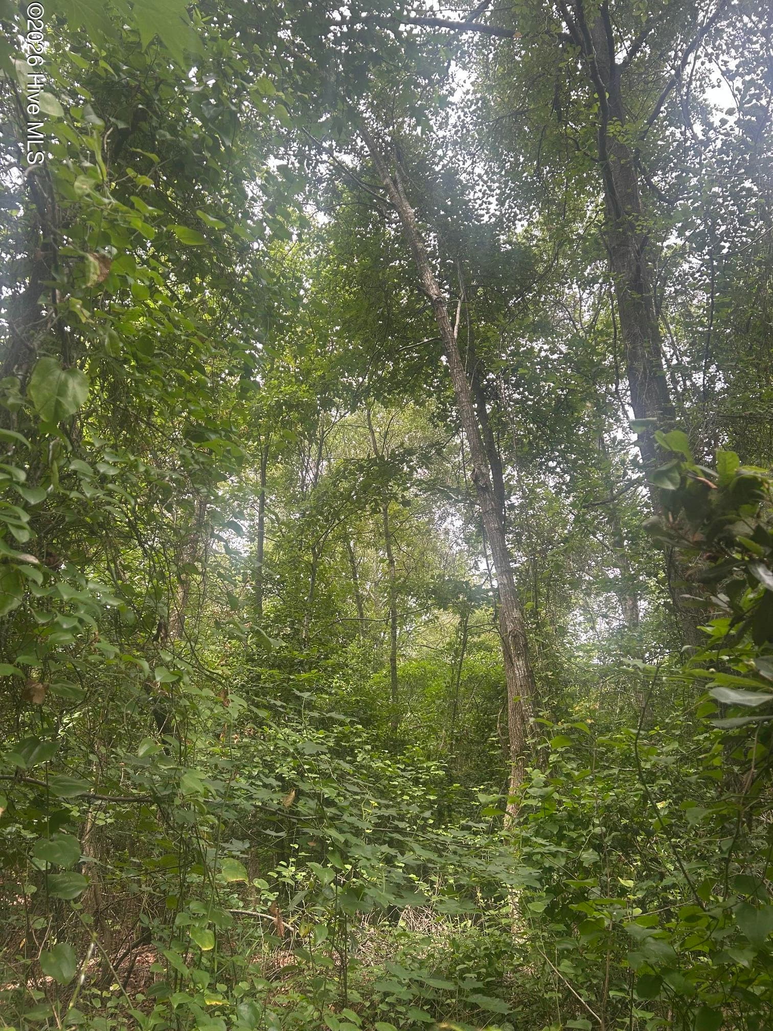 Wooded at Tbd Oliver Carlton Road, Warsaw, NC 28398