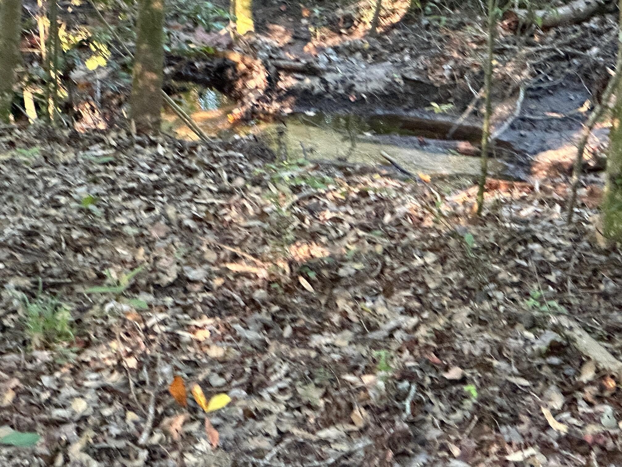 Undeveloped at 2576 Jessie James Pond Road, Wrens, GA 30833, photo 22 of 56