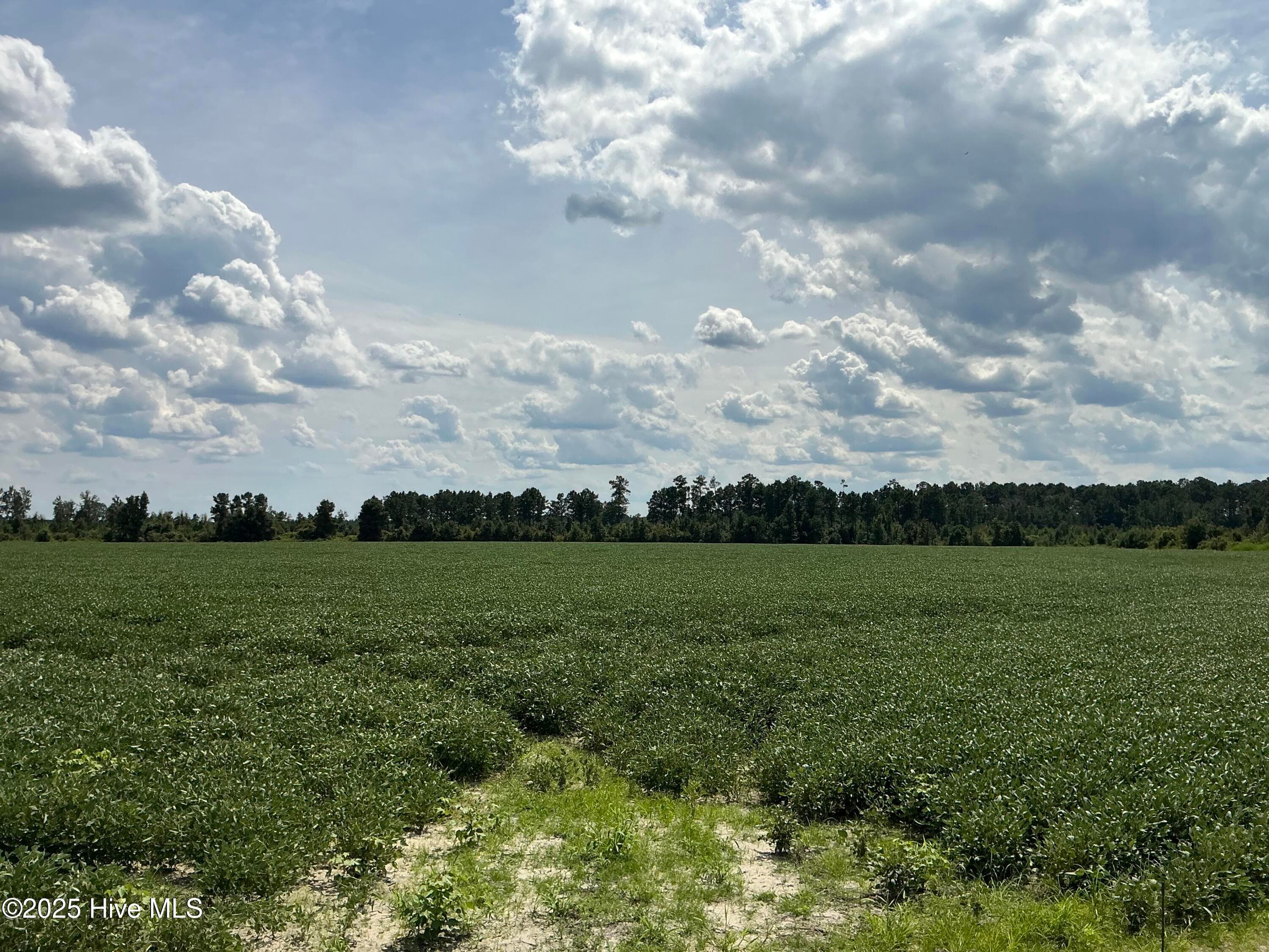 Farm at 0 Near 685 Rossie Ober Road, Whiteville, NC 28472, photo 8 of 9