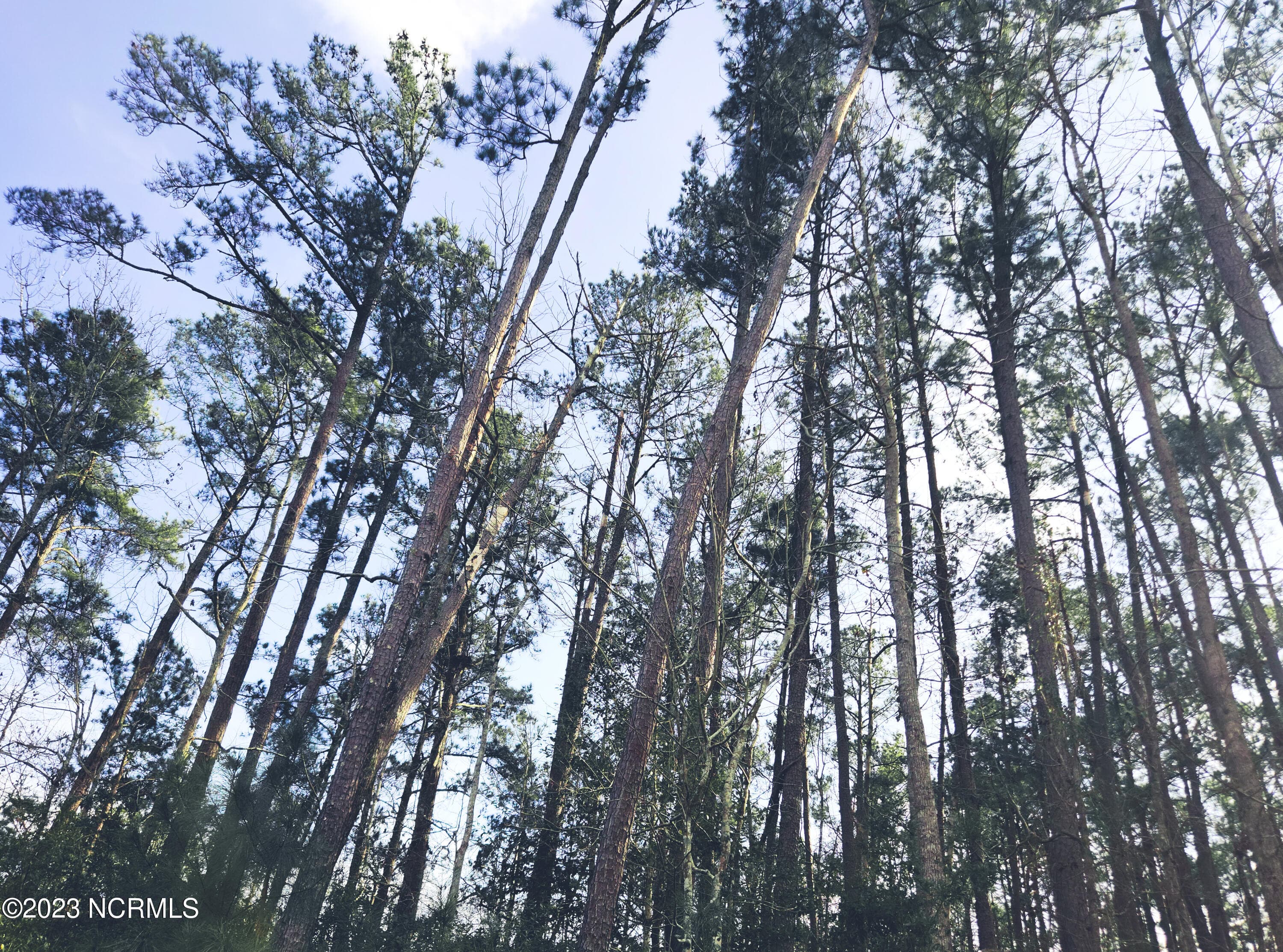 Wooded at 153 2 Oswell Brinson Road, Merritt, NC 28556, photo 3 of 4